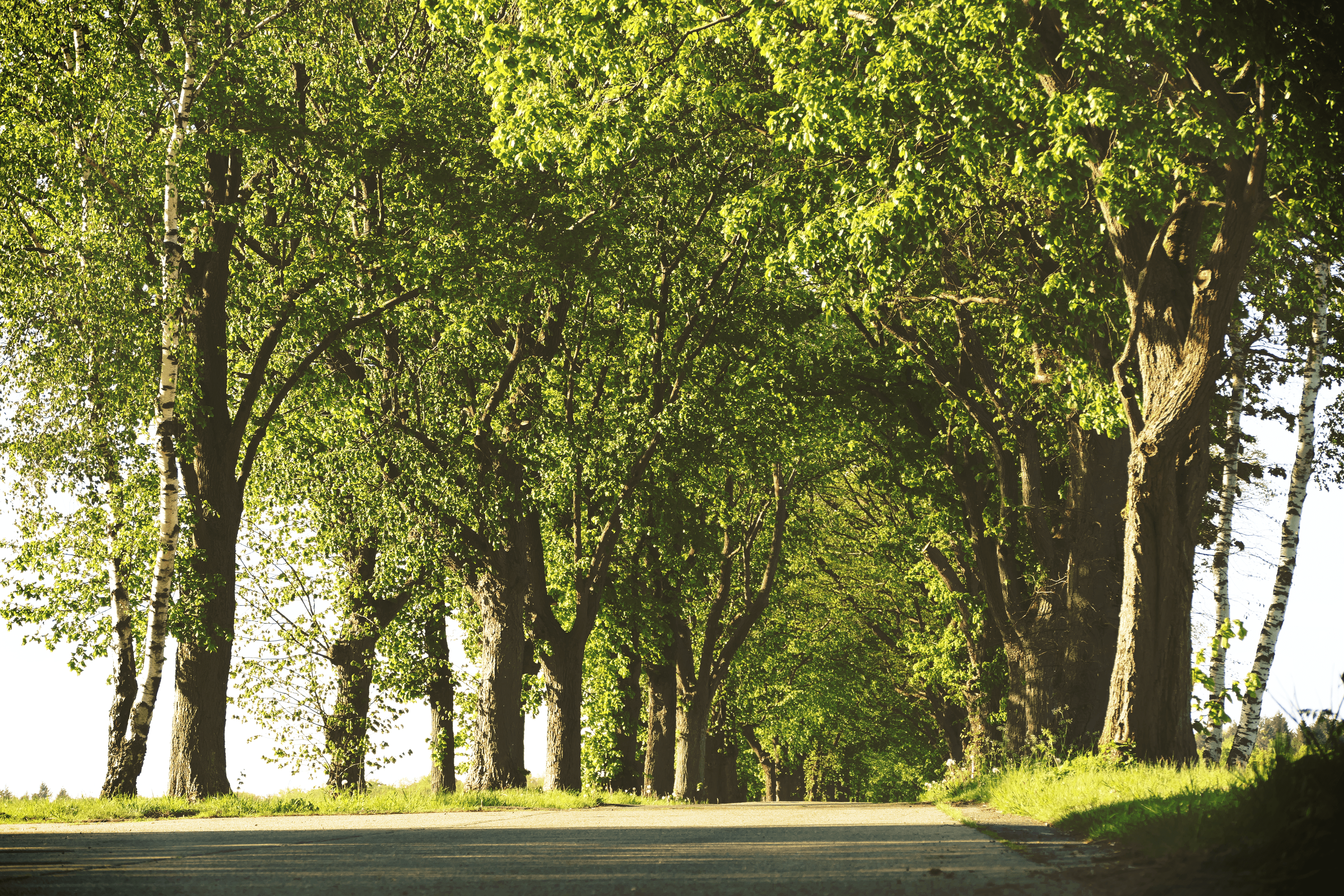 Naturwunder 6_Allee-Timmerloh