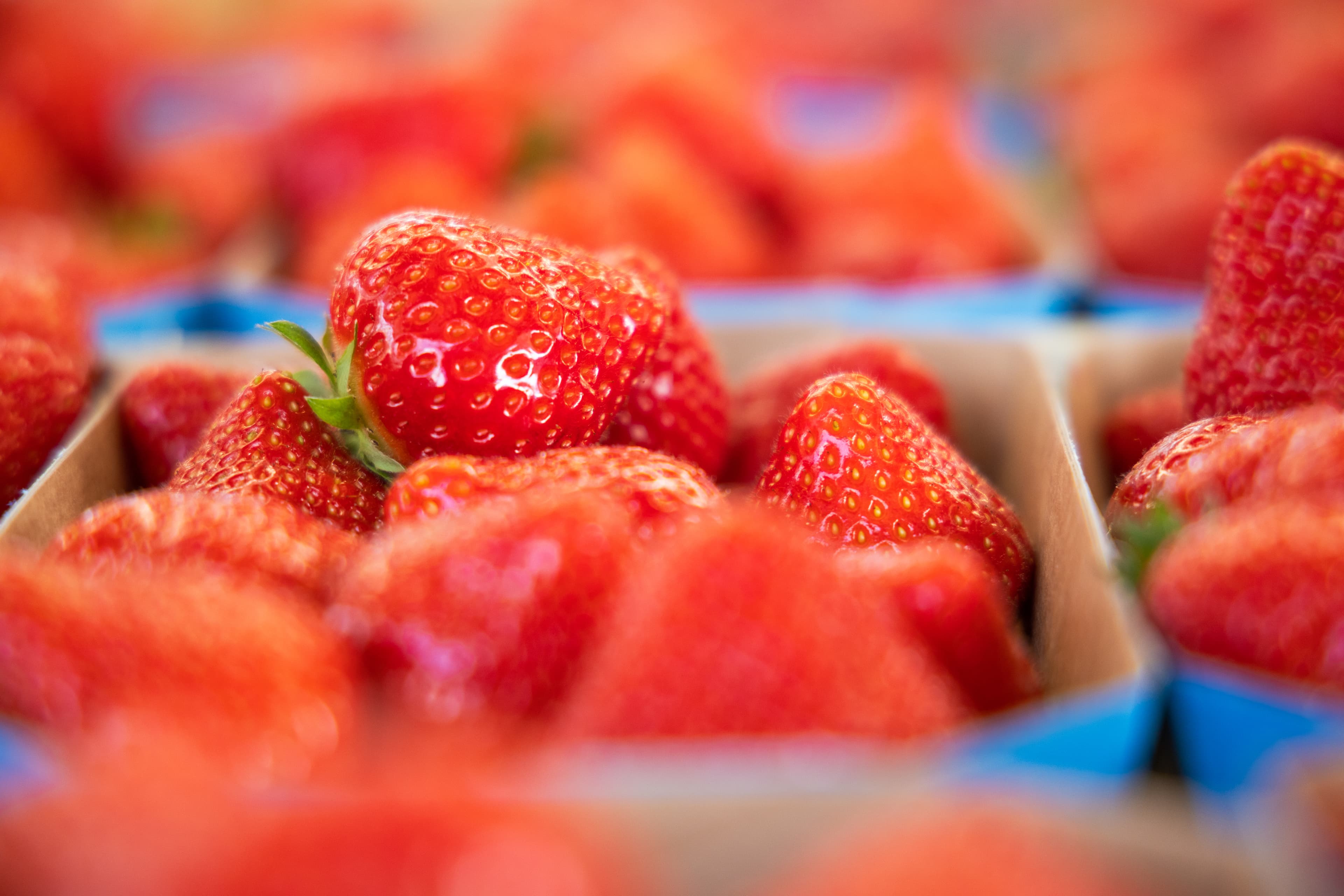 Frische Erdbeeren
