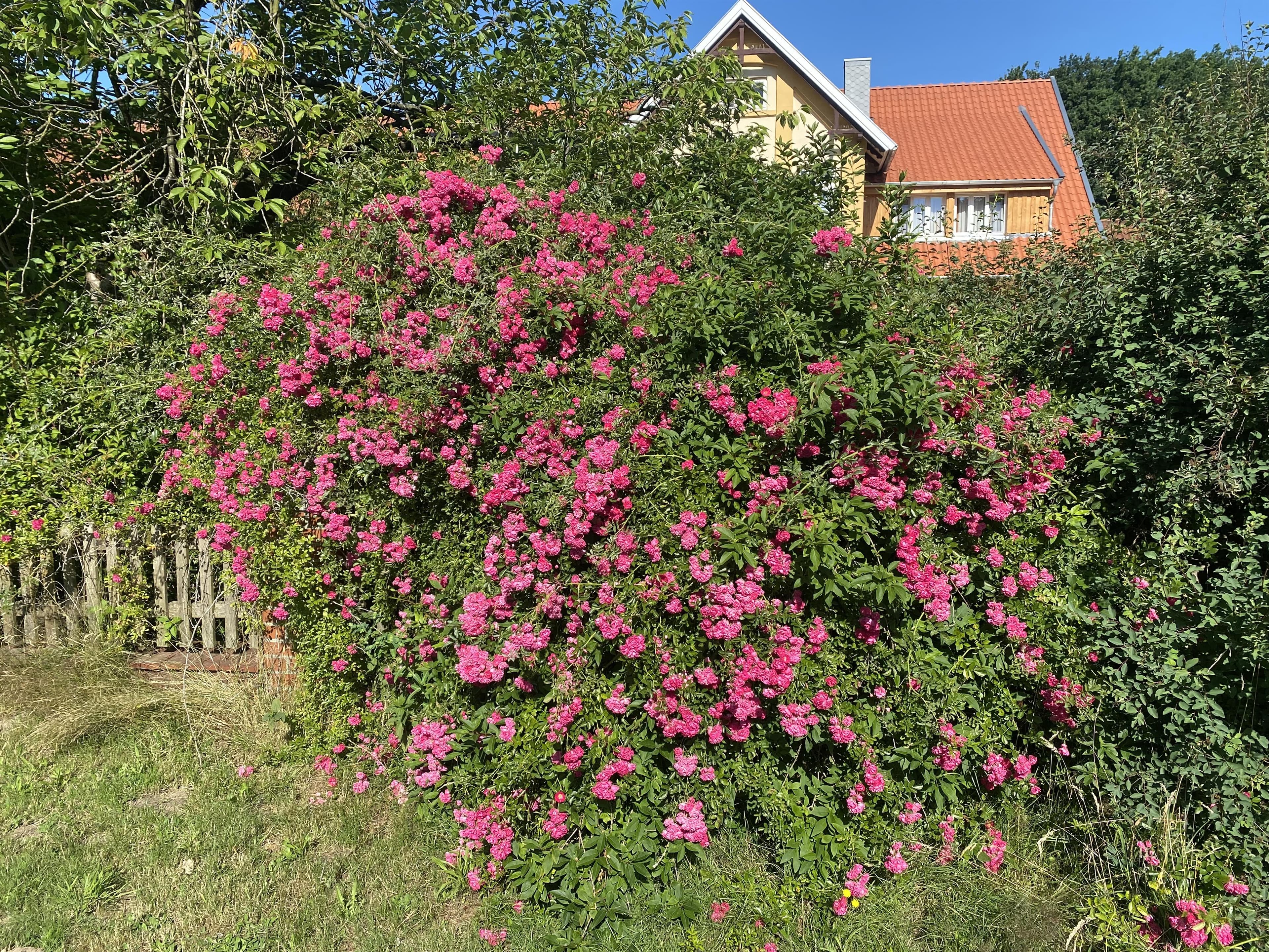 Neuland-Hof Spöring Walsrode Busch