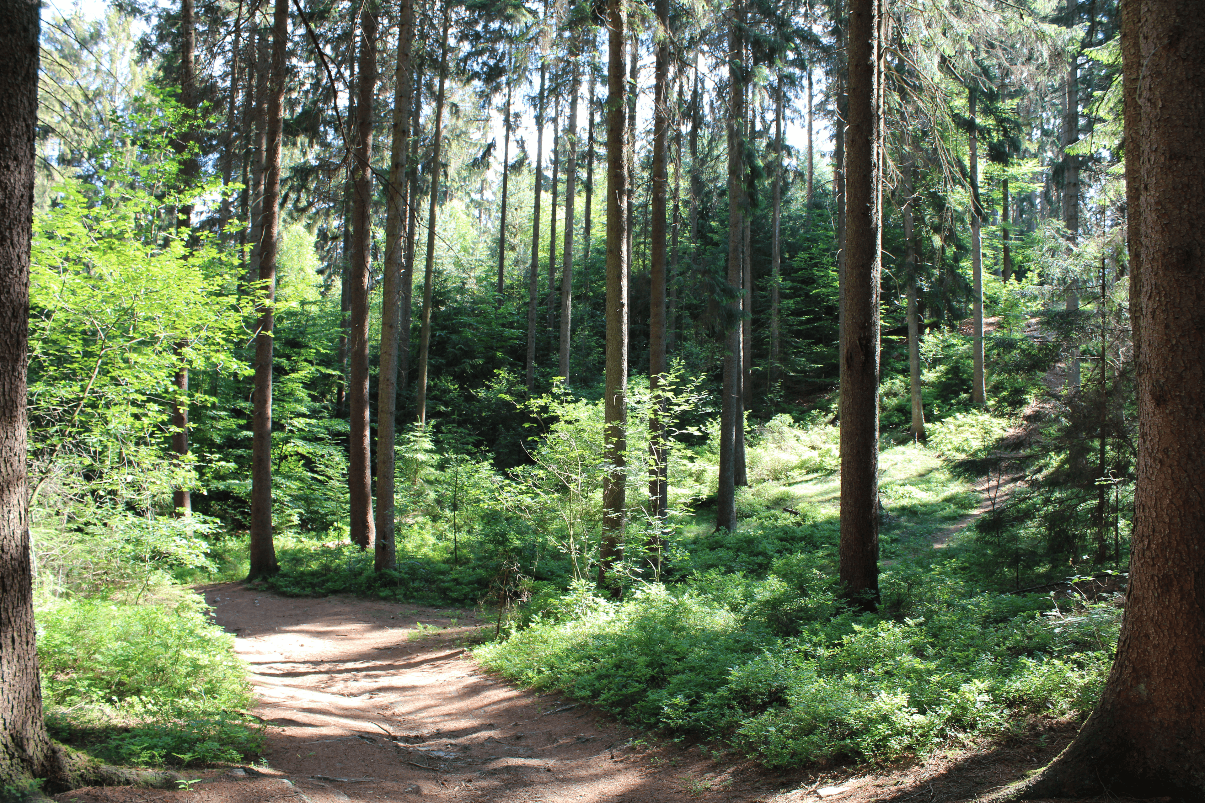 Vespenschlucht Bendestorf