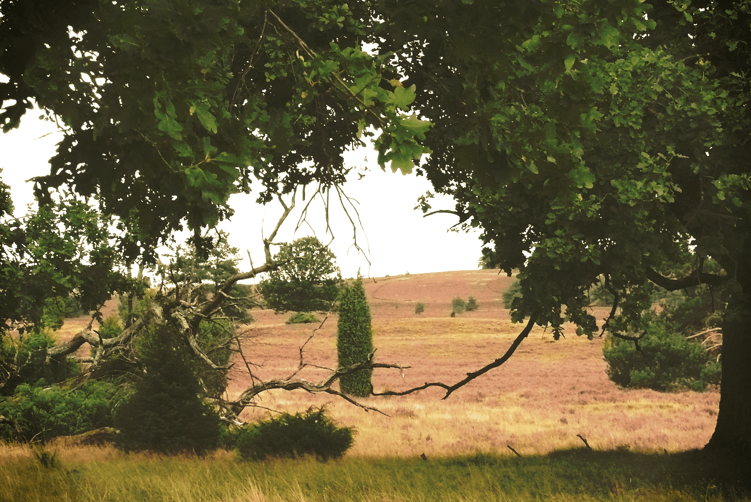 Lüneburger Heide nahe Wulfsberg