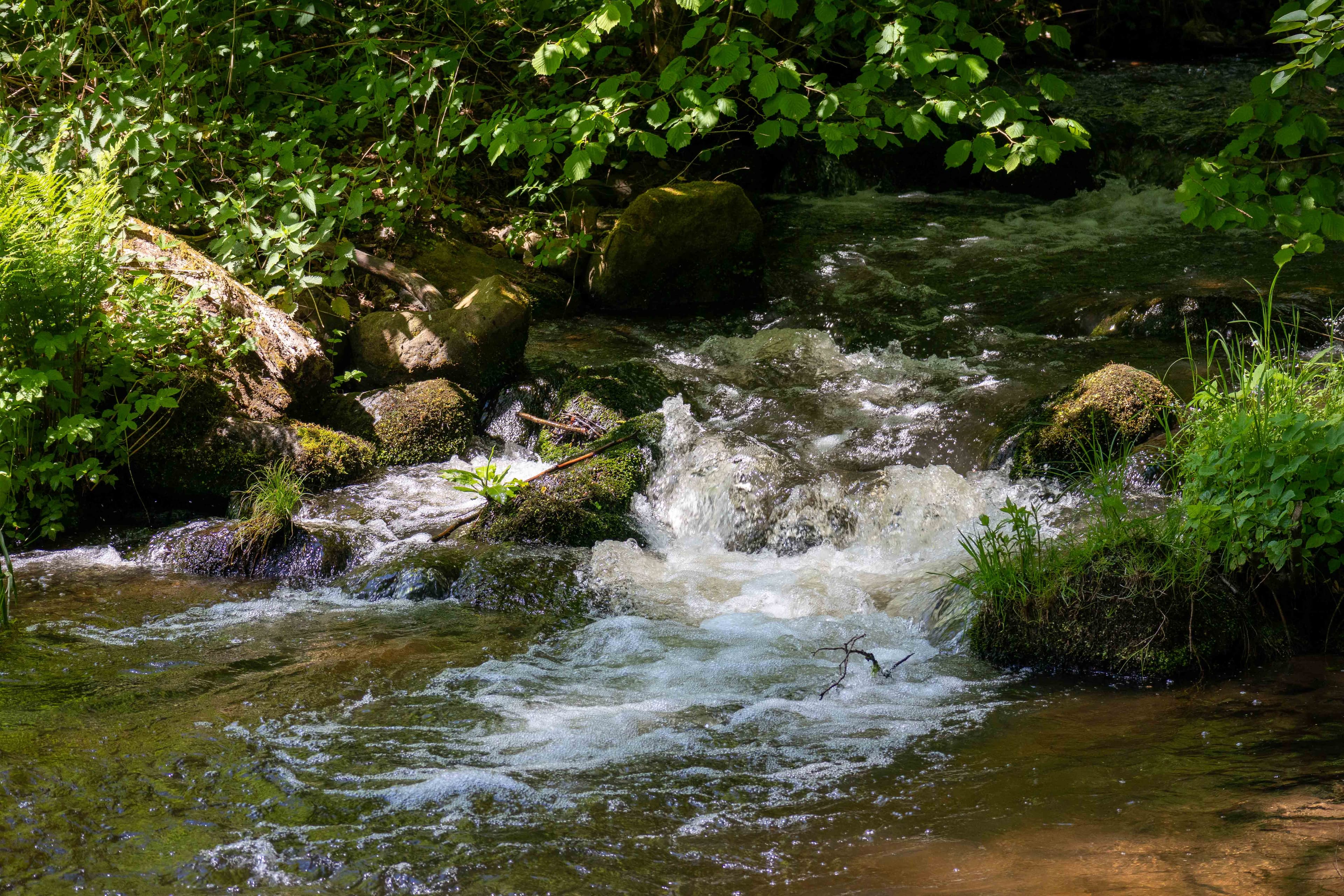 Flusslauf der Seeve an der Holmer Mühle bei Buchholz in der Nordheide