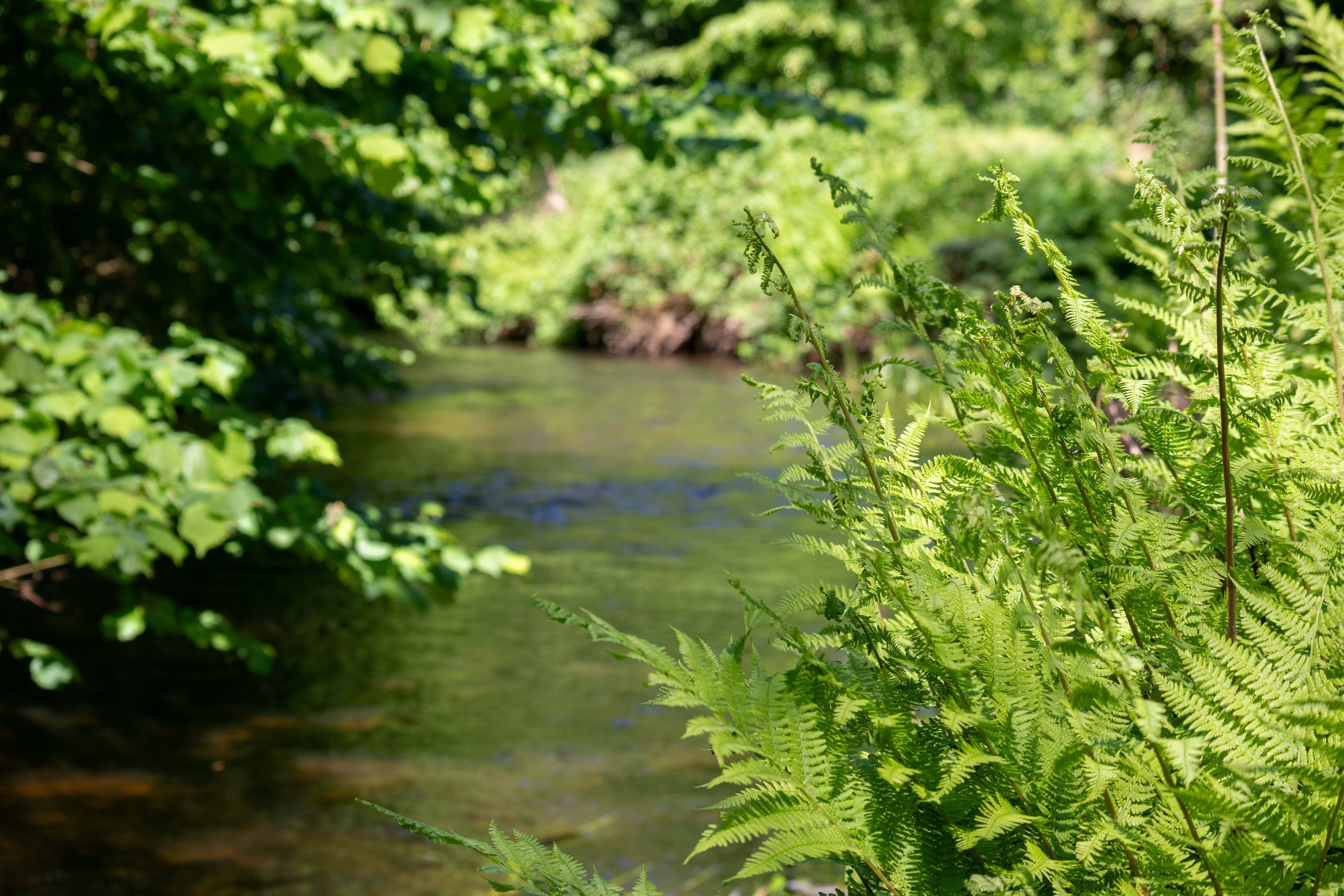Flusslauf der Seeve an der Holmer Mühle bei Buchholz in der Nordheide