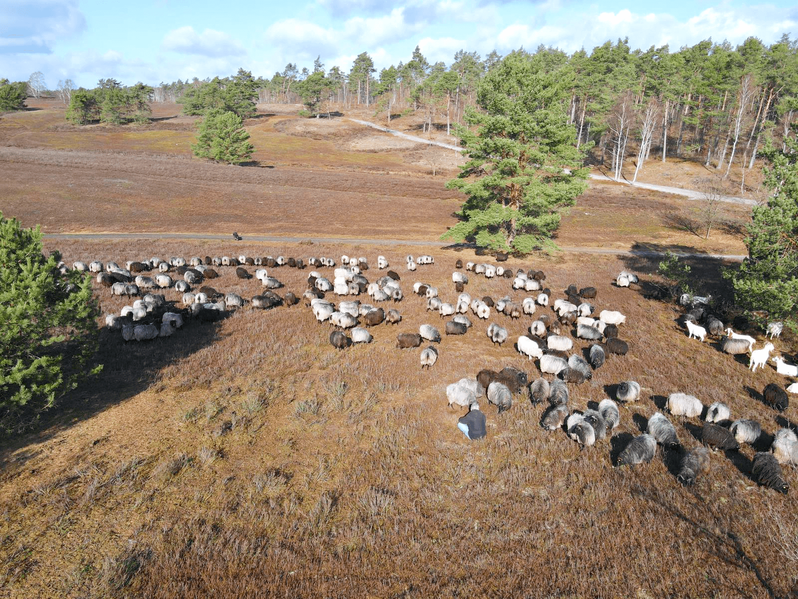 Brunsberg mit Heidschnucken per Drohne