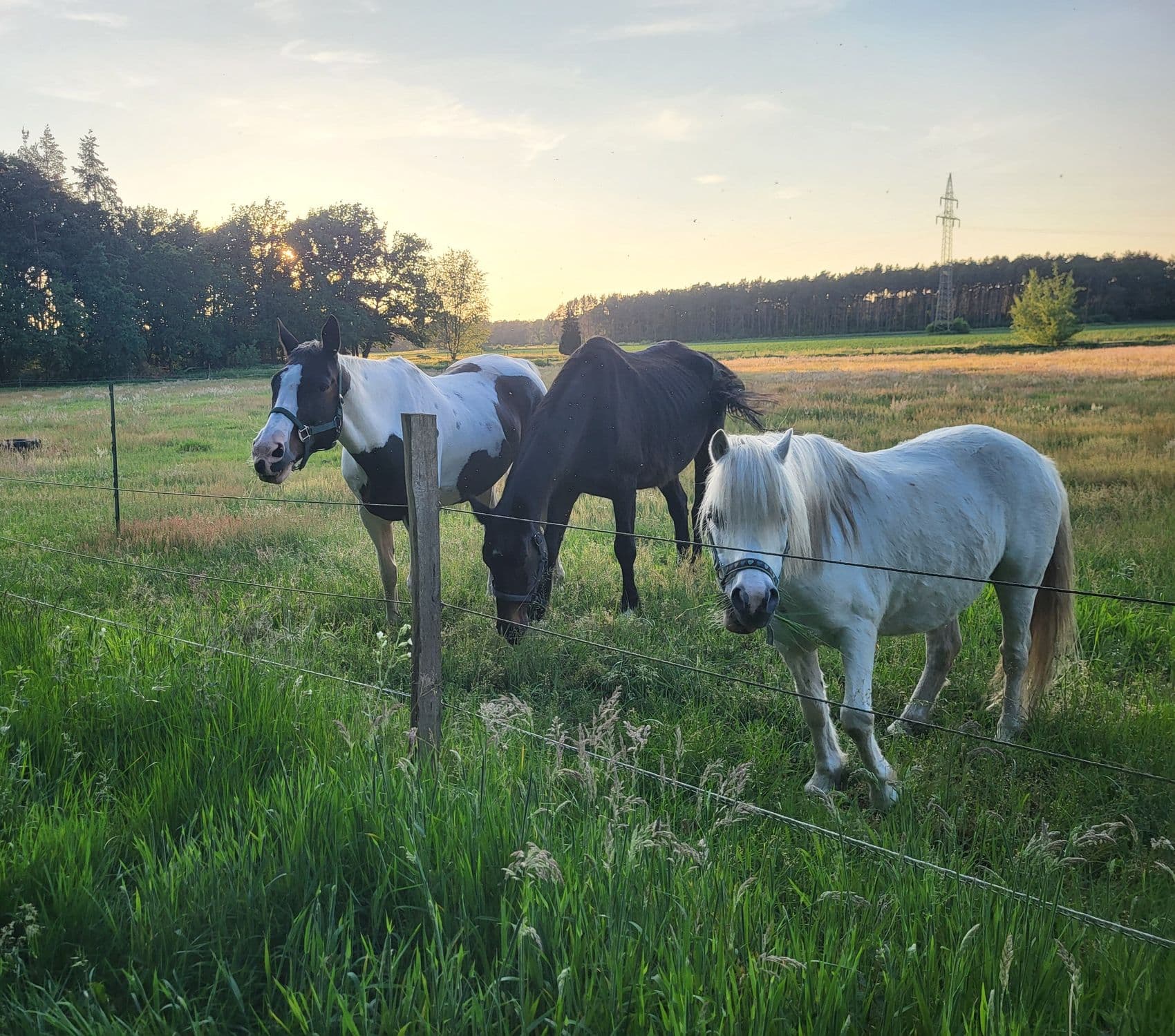 Pferde an der Ferienwohnung am Allerbogen