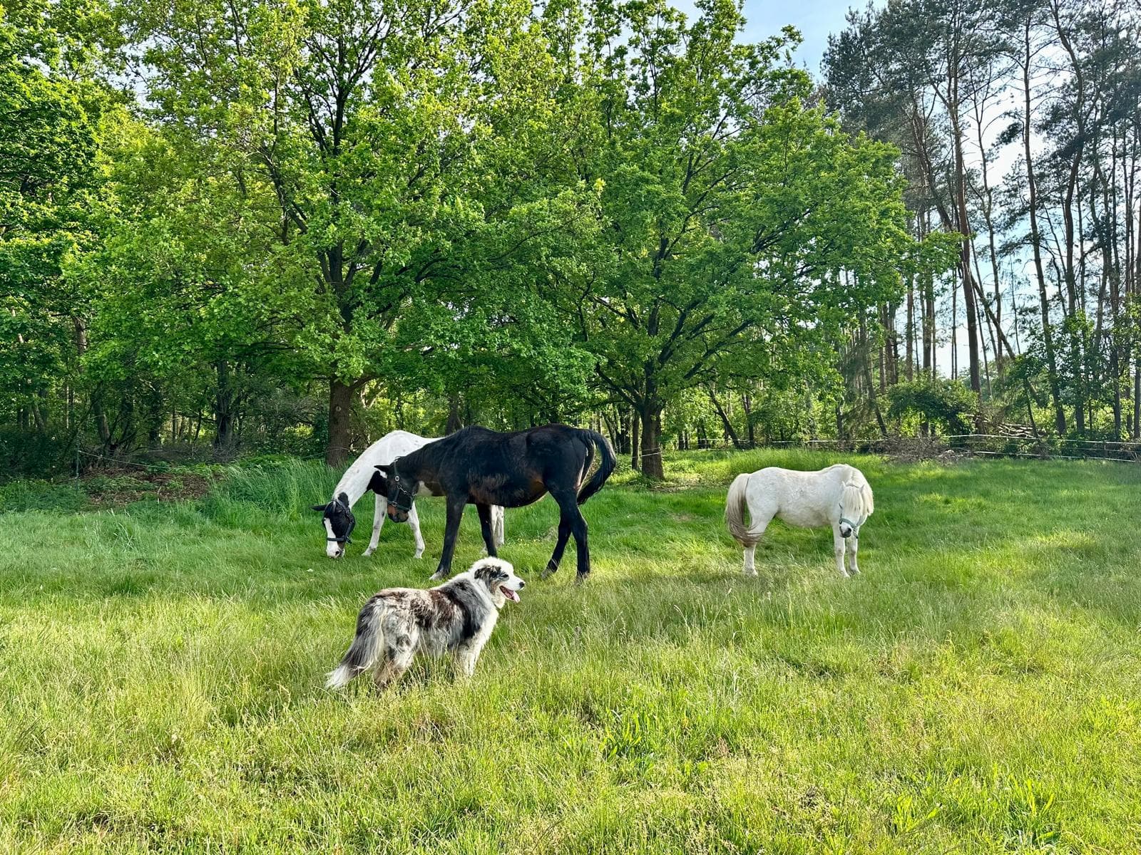 Tiere an der Ferienwohnung am Allerbogen