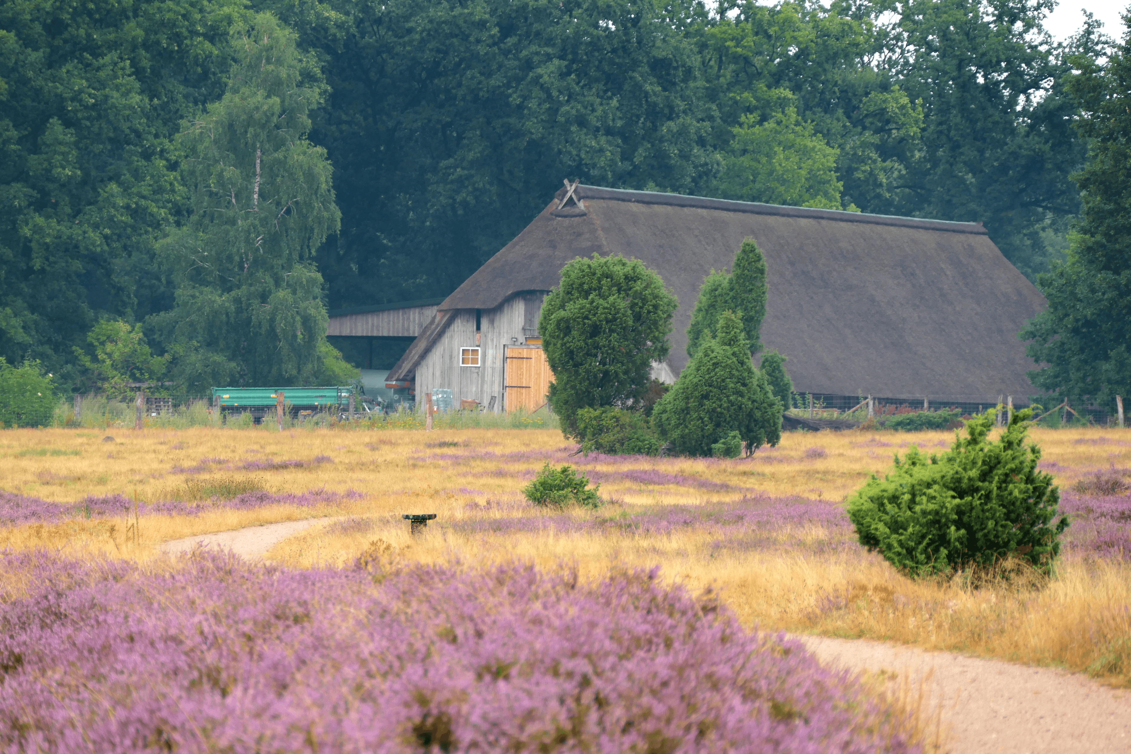 Heideblüte Suhorn 2