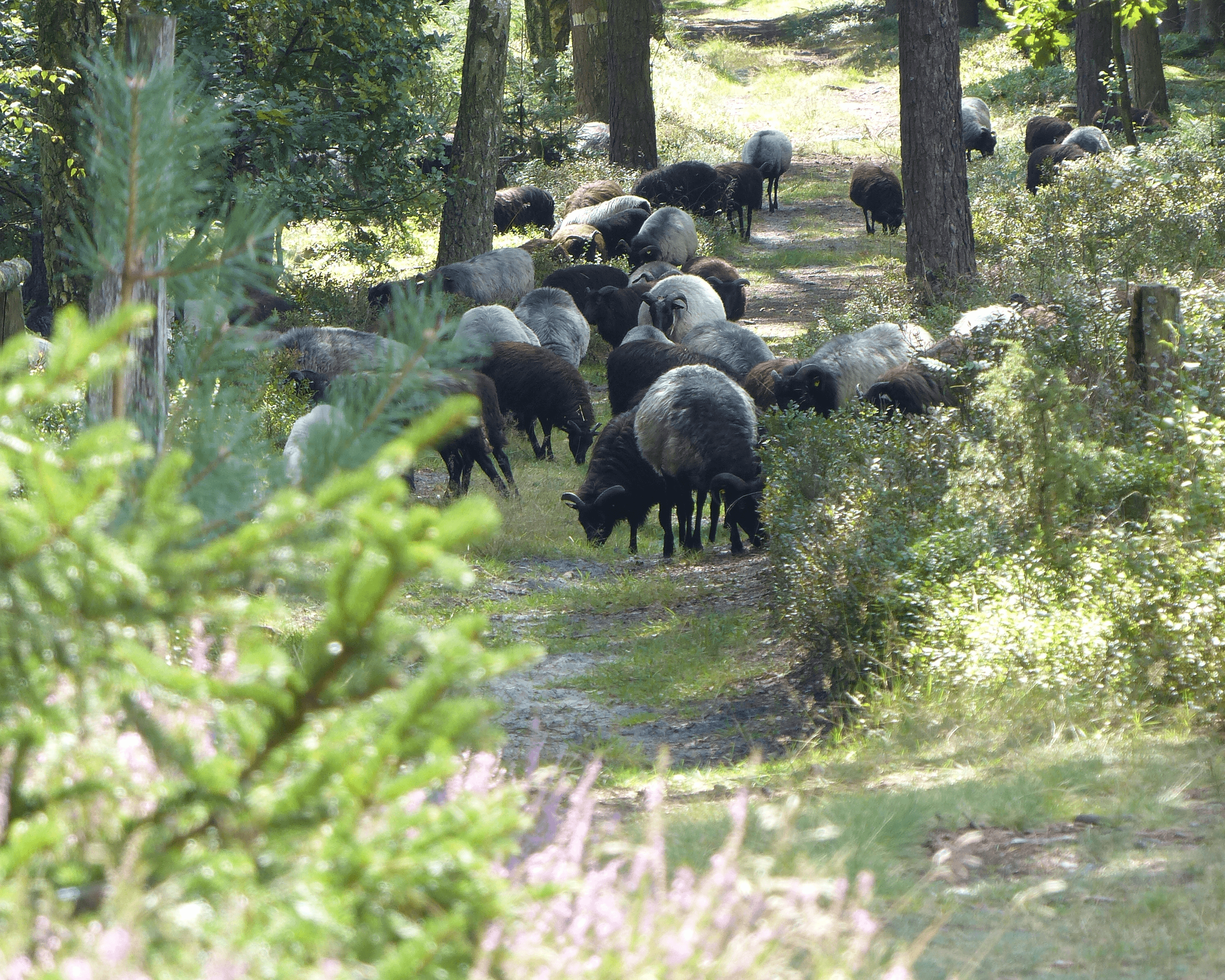 Schnucken am Totengrund