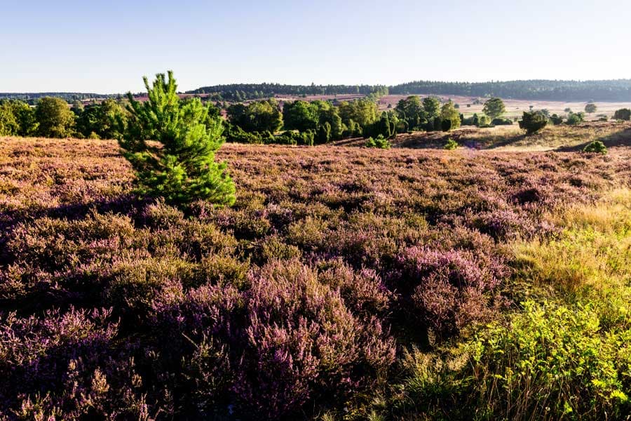 Die Oberhaverbecker Heide ist weit und etwas hügelig