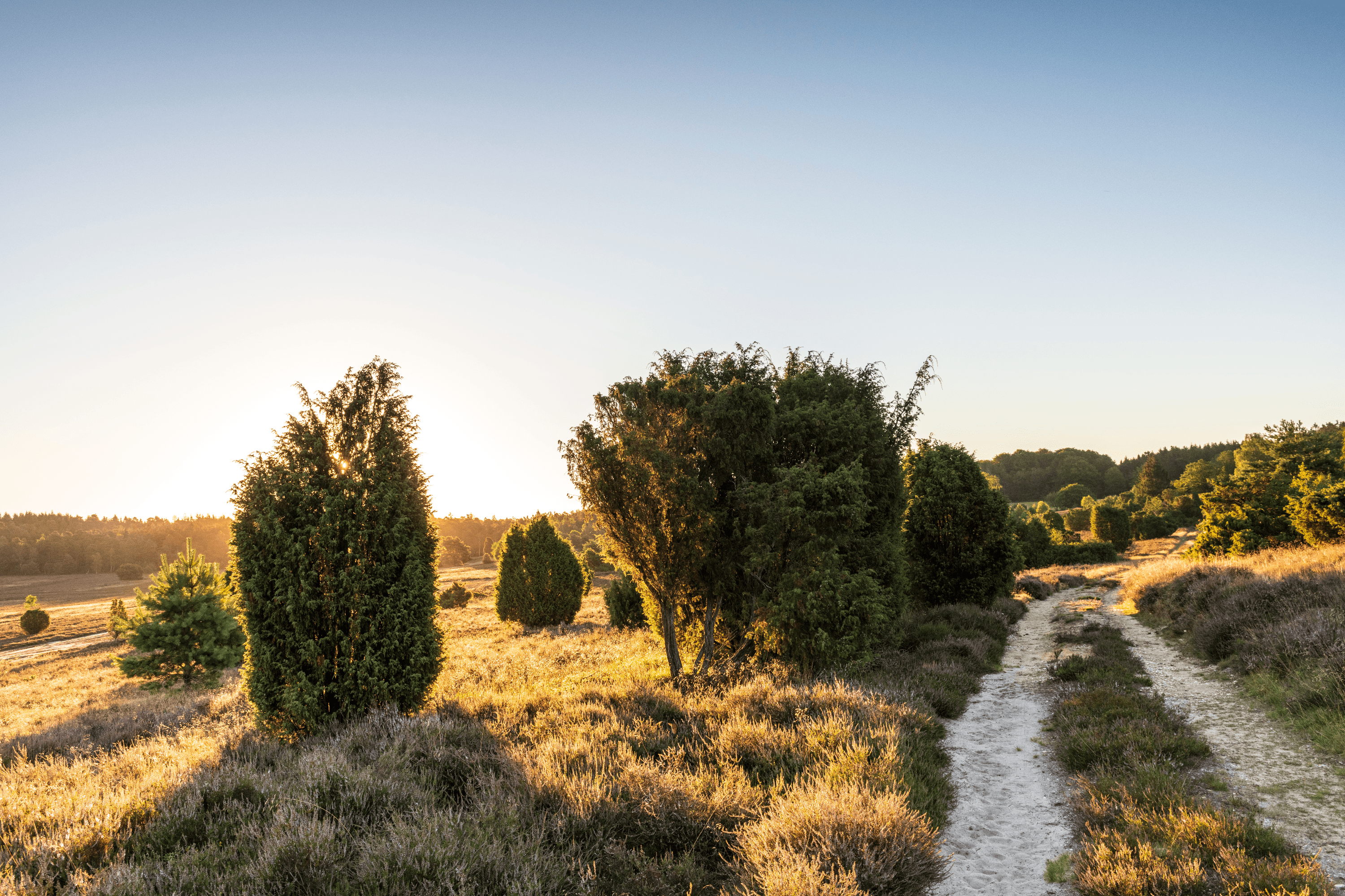 Die Oberhaverbecker Heide ist die erste Heidefläche auf dem Weg von Oberhaverbeck nach Wilsede