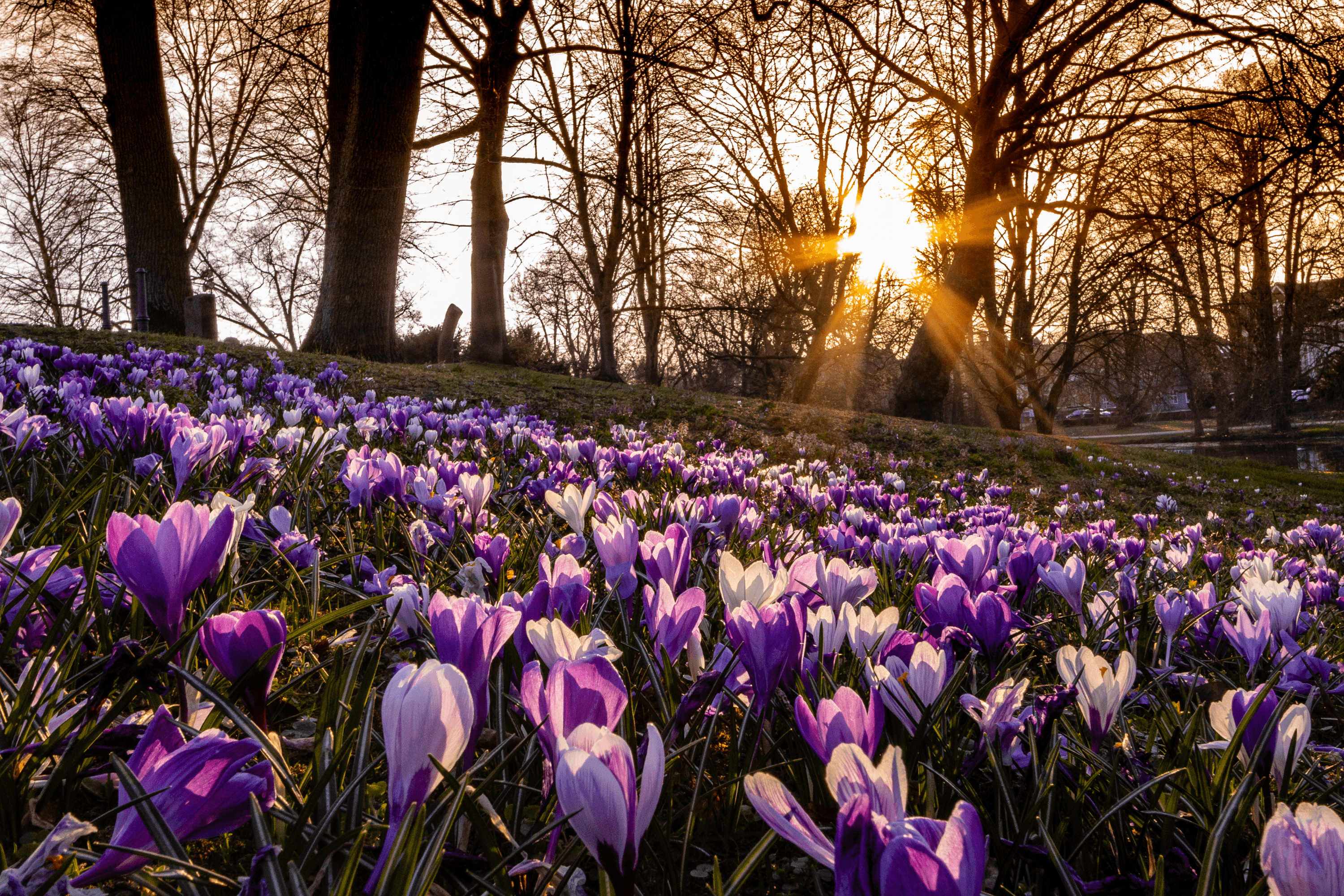 im schloss park celle blühen die krokusse