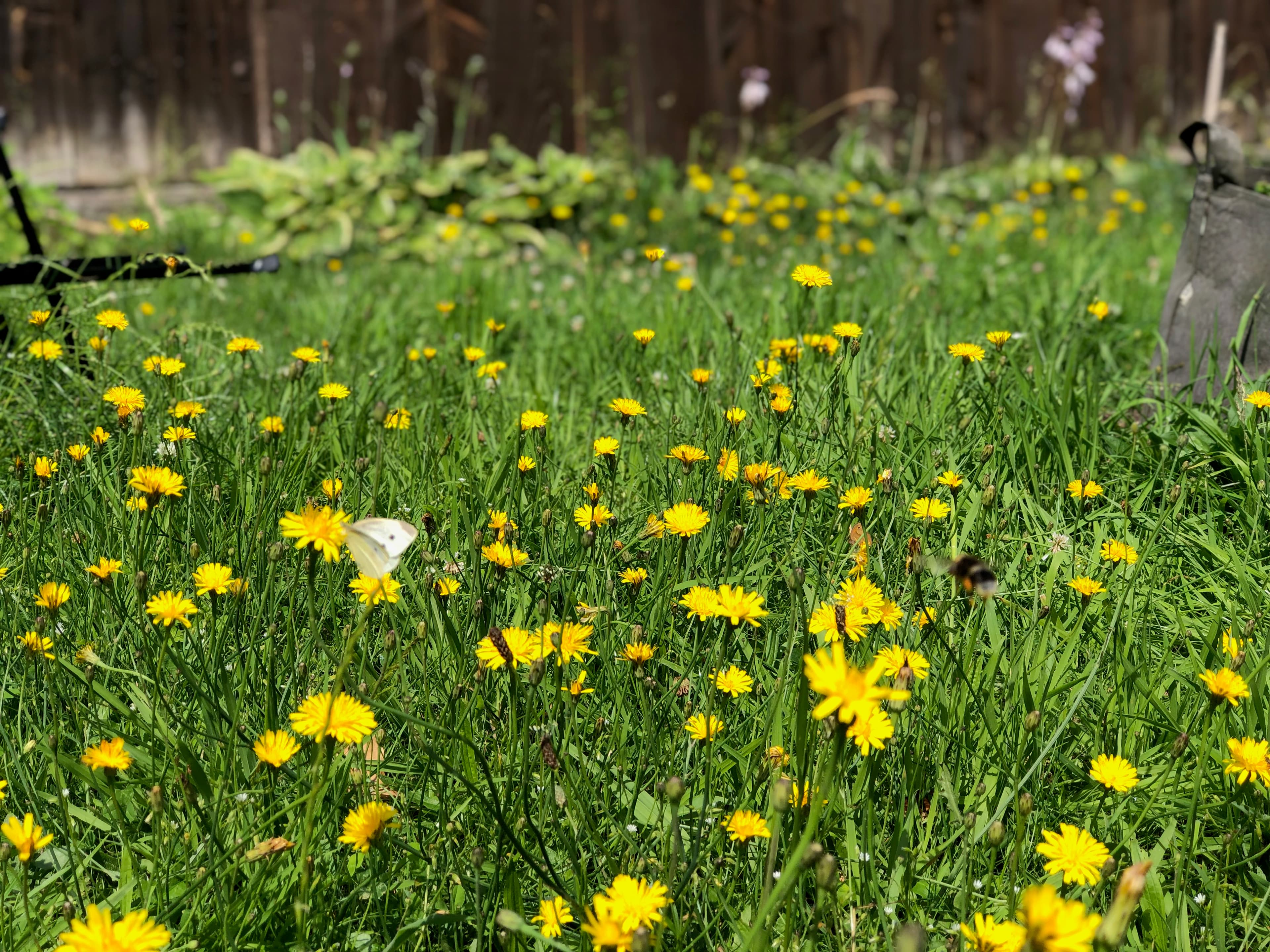 Das Bild zeigt eine kleine Blumenwiese mit gelben Blüten einem weißen Schmetterling und eine brauene Holzwand im Hintergrund im Juni