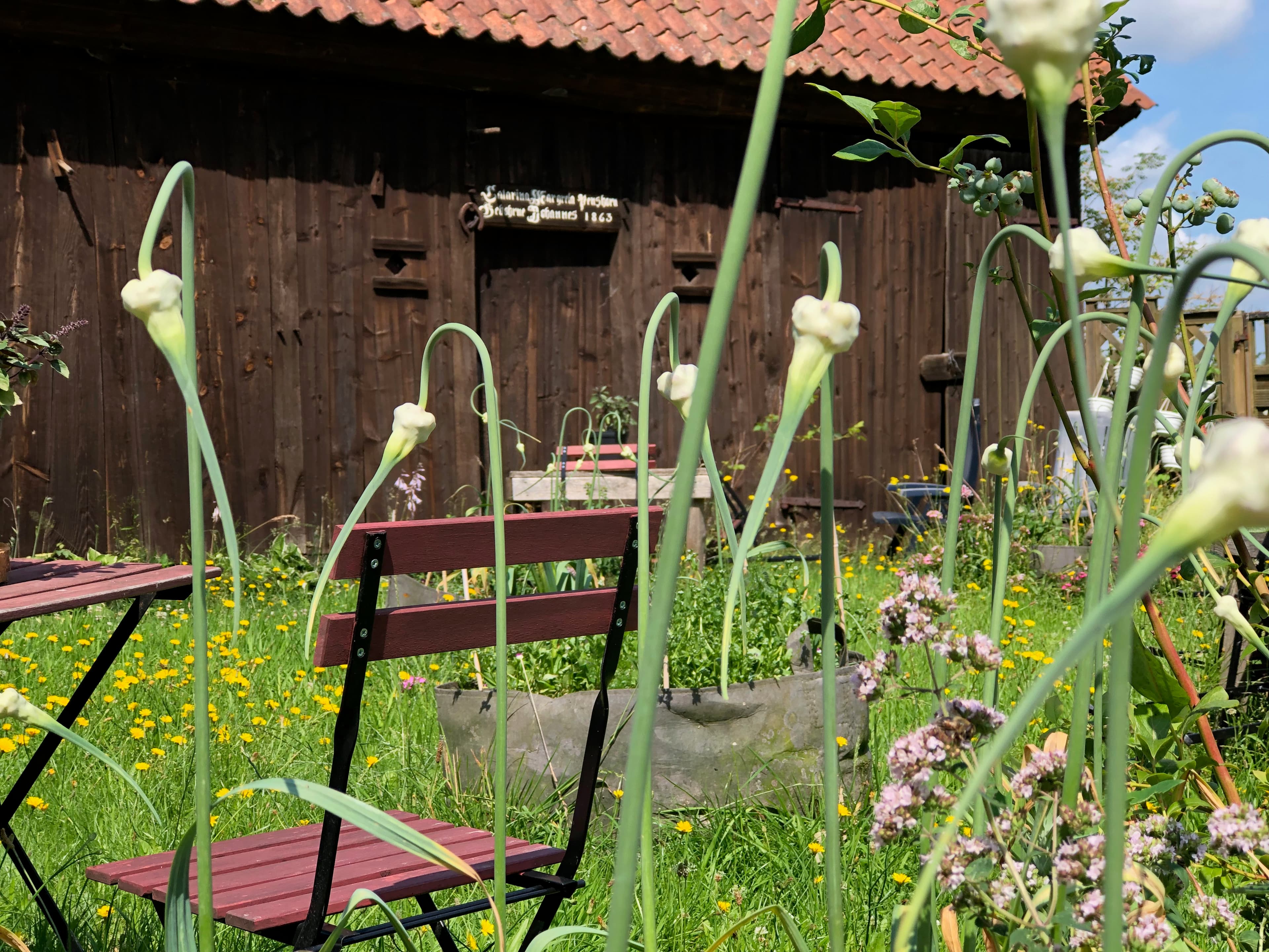 Das Bild zeigt ein dunkles Holzgebäude im Hintergrund mit einer Blumenwiese davor, worauf Stühle zum Sitzen stehen und im Vordergrund sieht man Blütenknospen vom Knoblauch im Juni Chilli Manufaktur Susanne Menke Lüneburger Heide