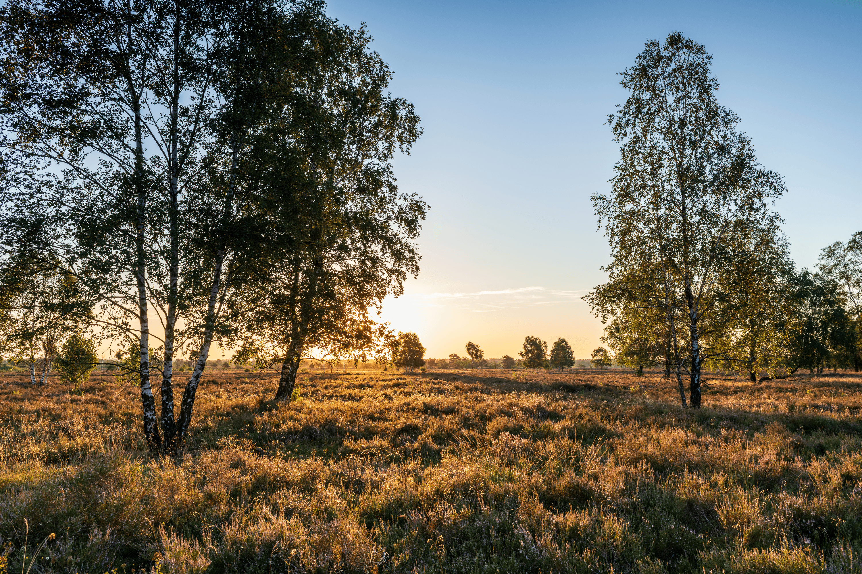 eine malerische heidefläche bei schneverdingen ist die osterheide im sonnenuntergang