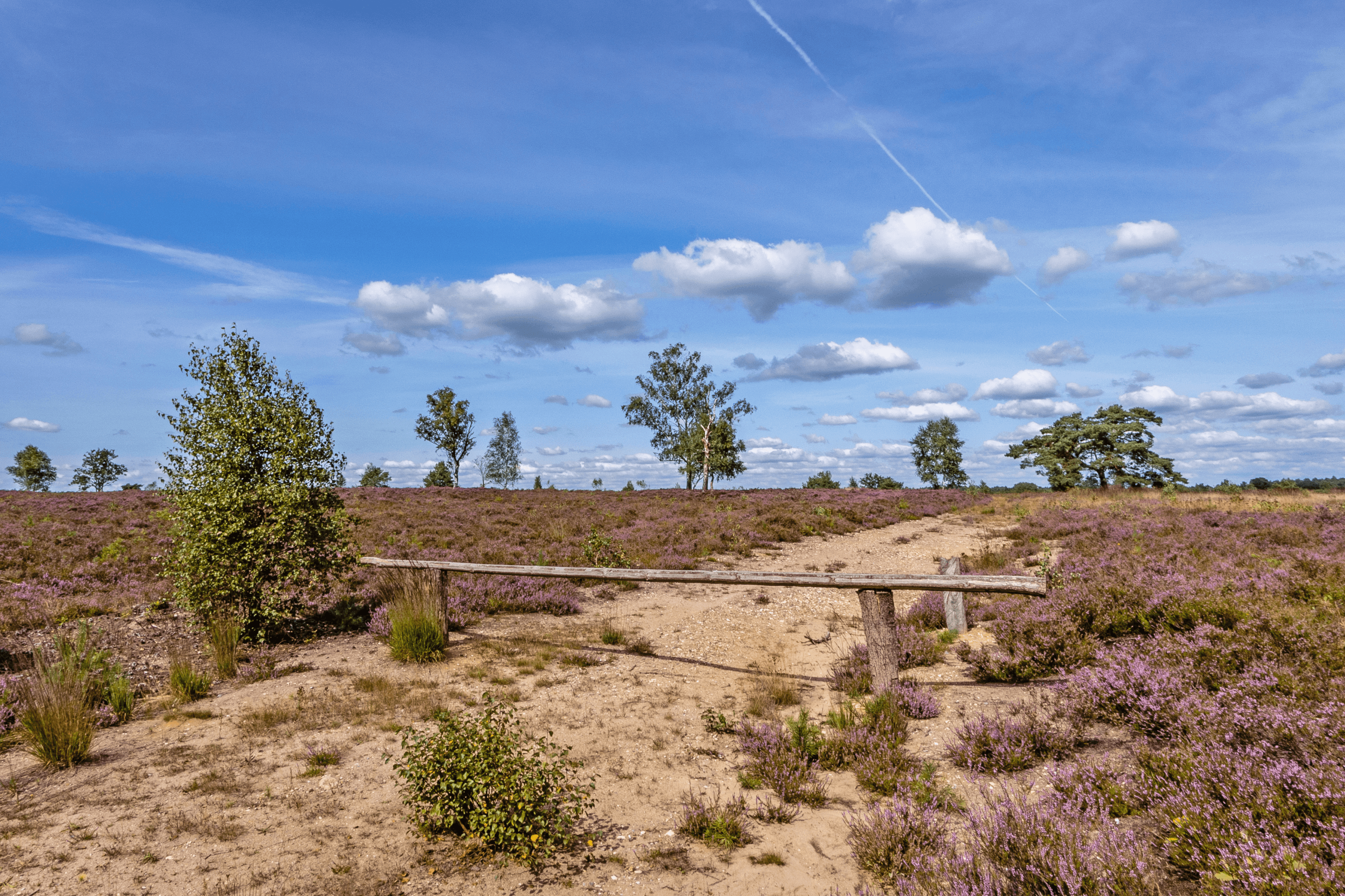 Die Osterheide ist eine der beliebtesten heideflächen der lüneburger heide