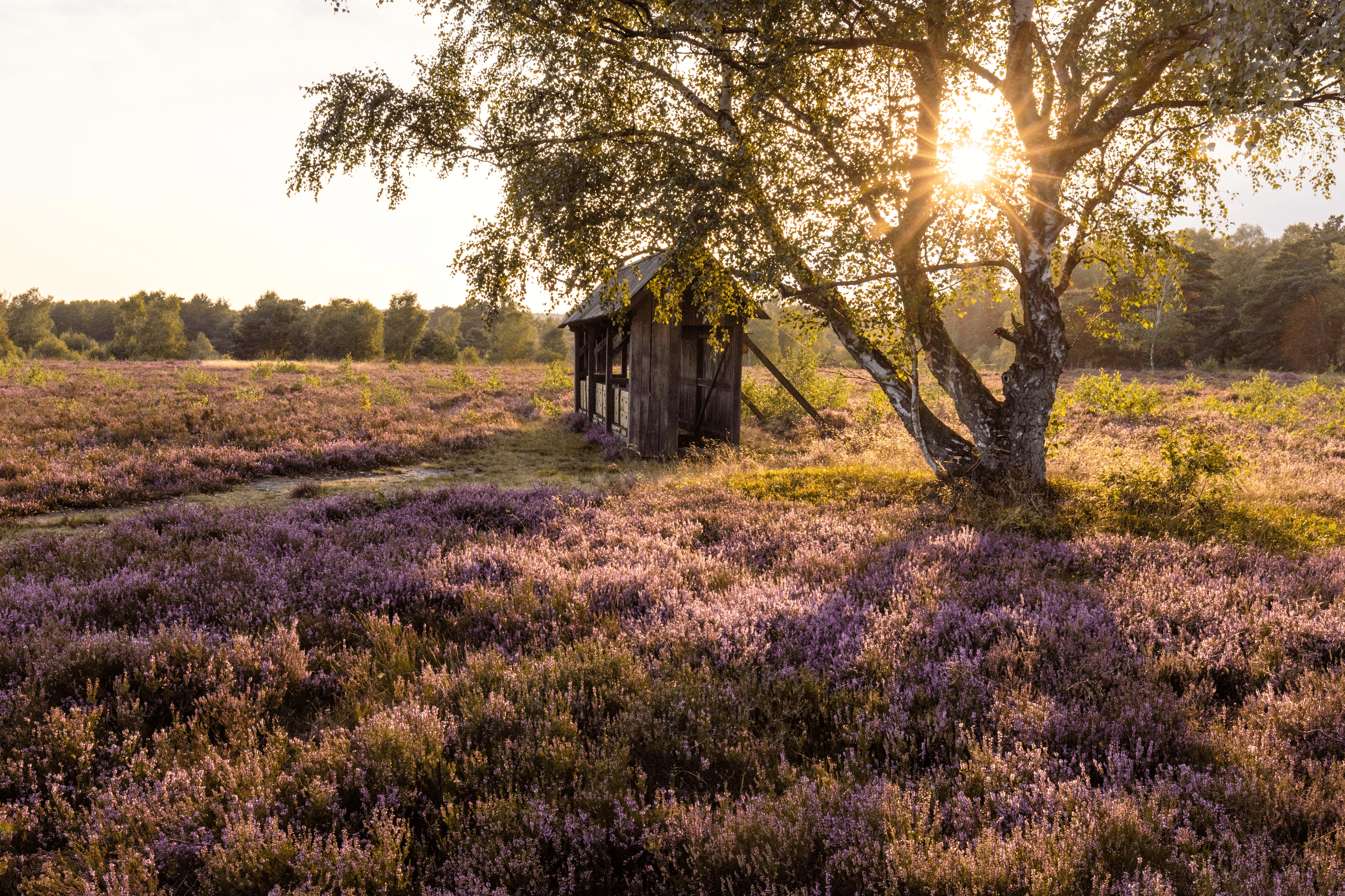 die bienen sammeln den heidehonig in der osterheide