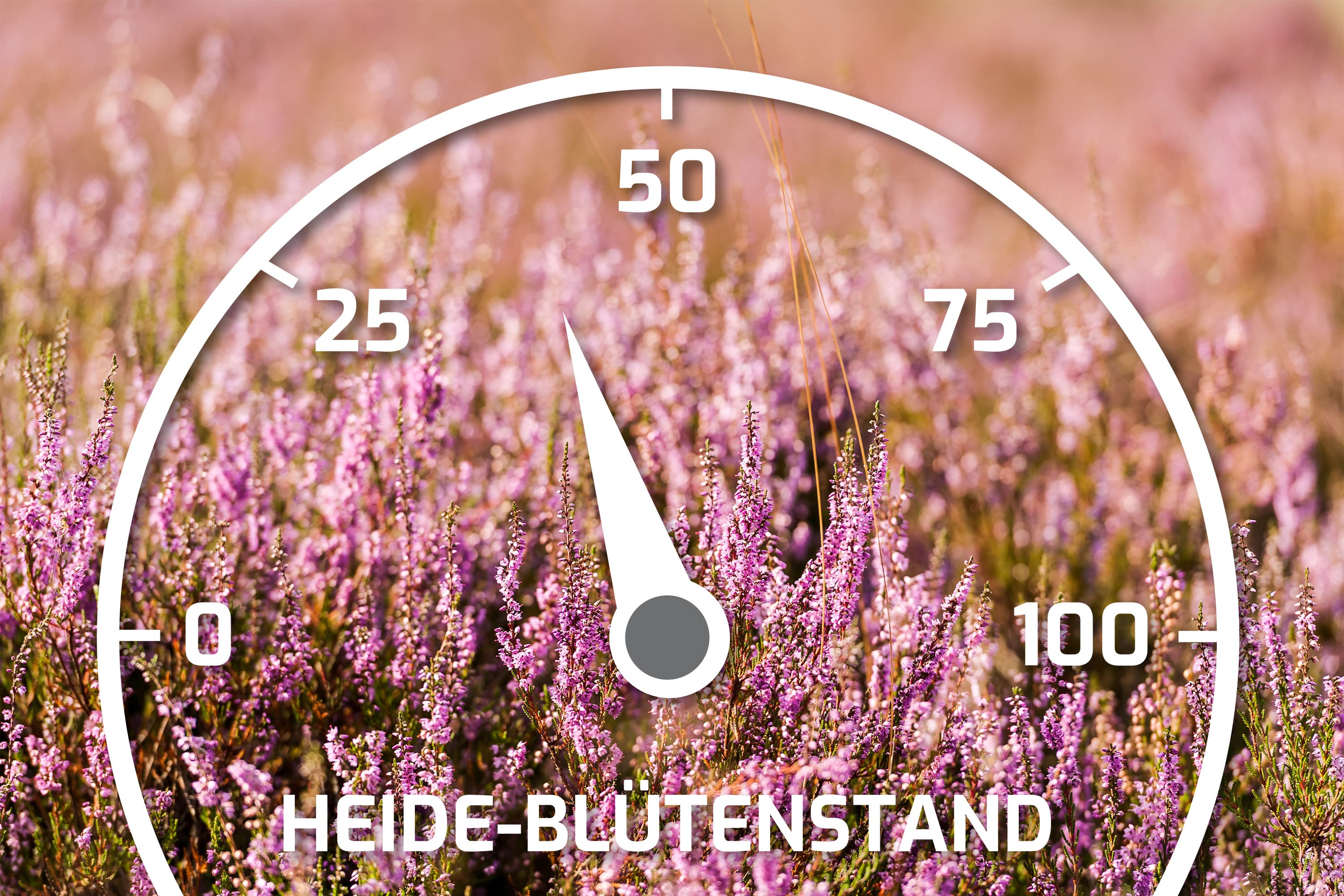 Heideblütenbarometer mit dem Stand 40%