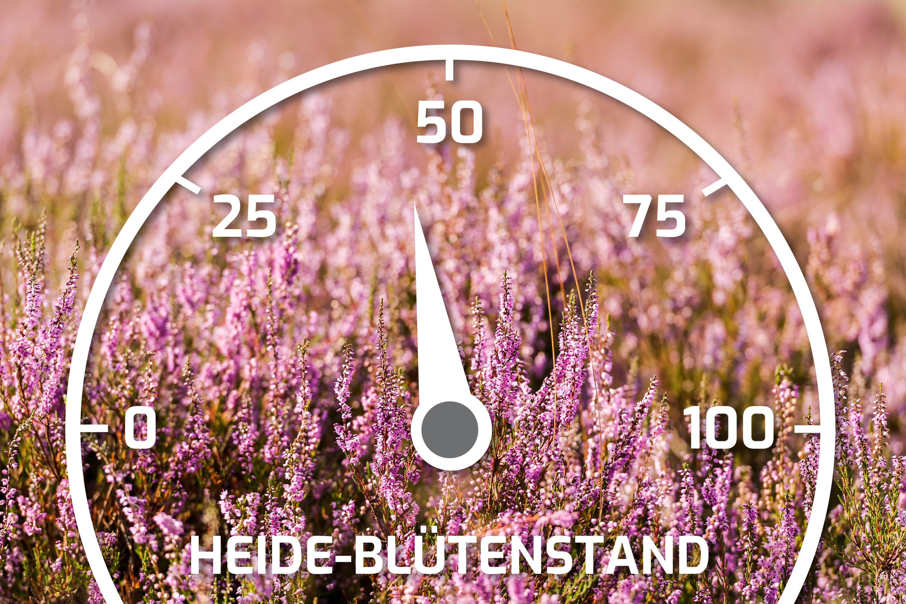 Heideblütenbarometer mit dem Stand 45%
