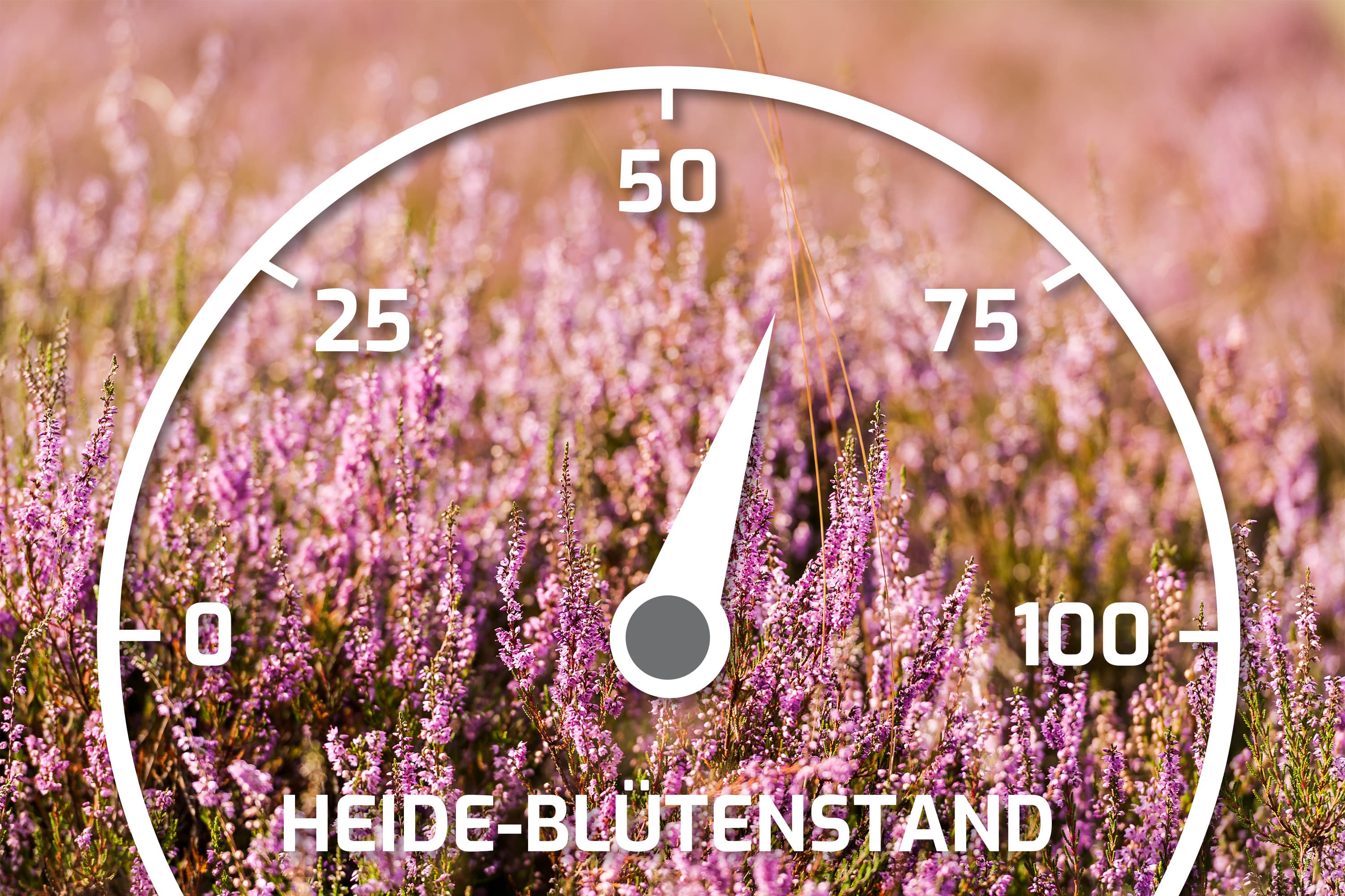 Heideblütenbarometer mit dem Stand 60%
