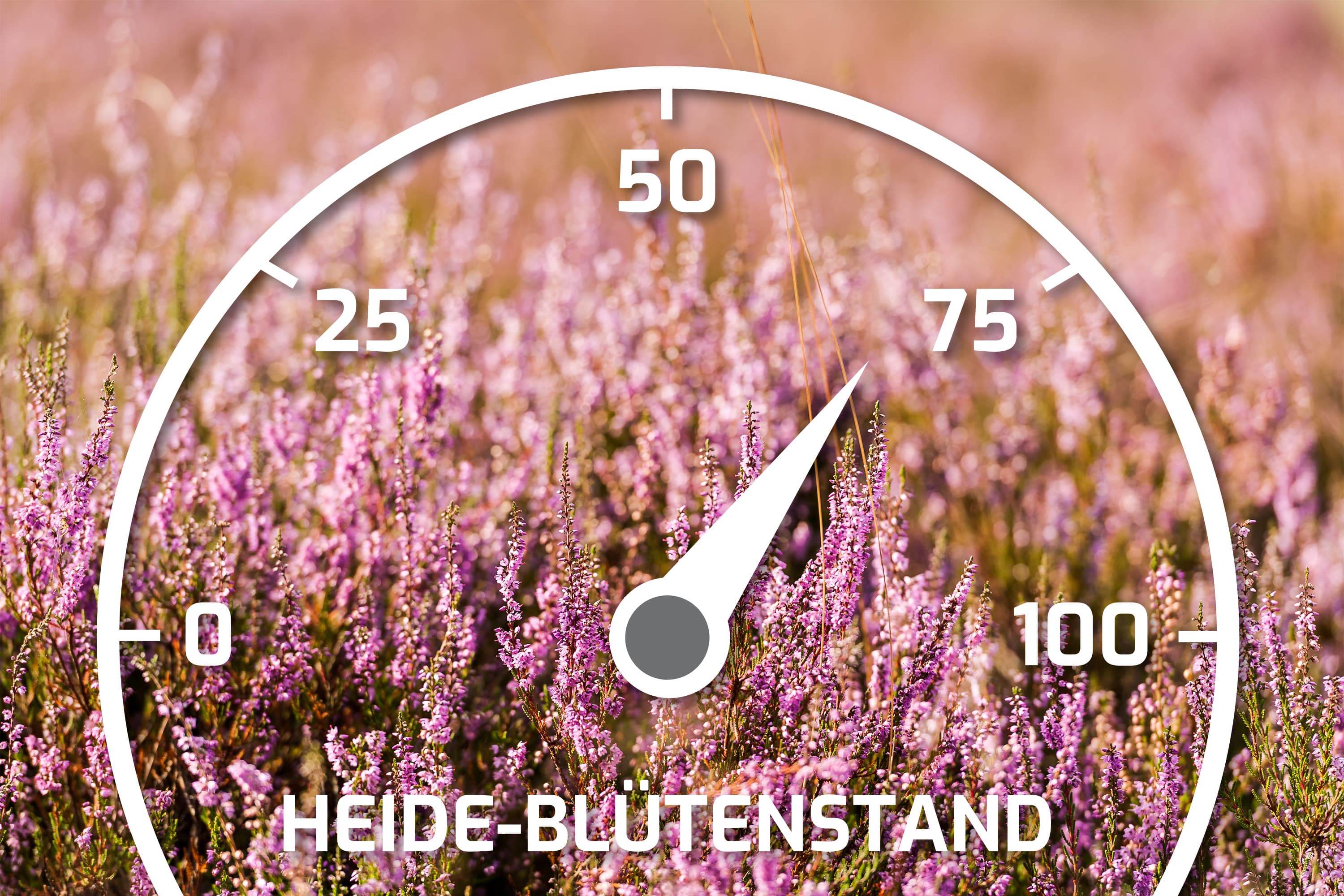 Heideblütenbarometer mit dem Stand 70%