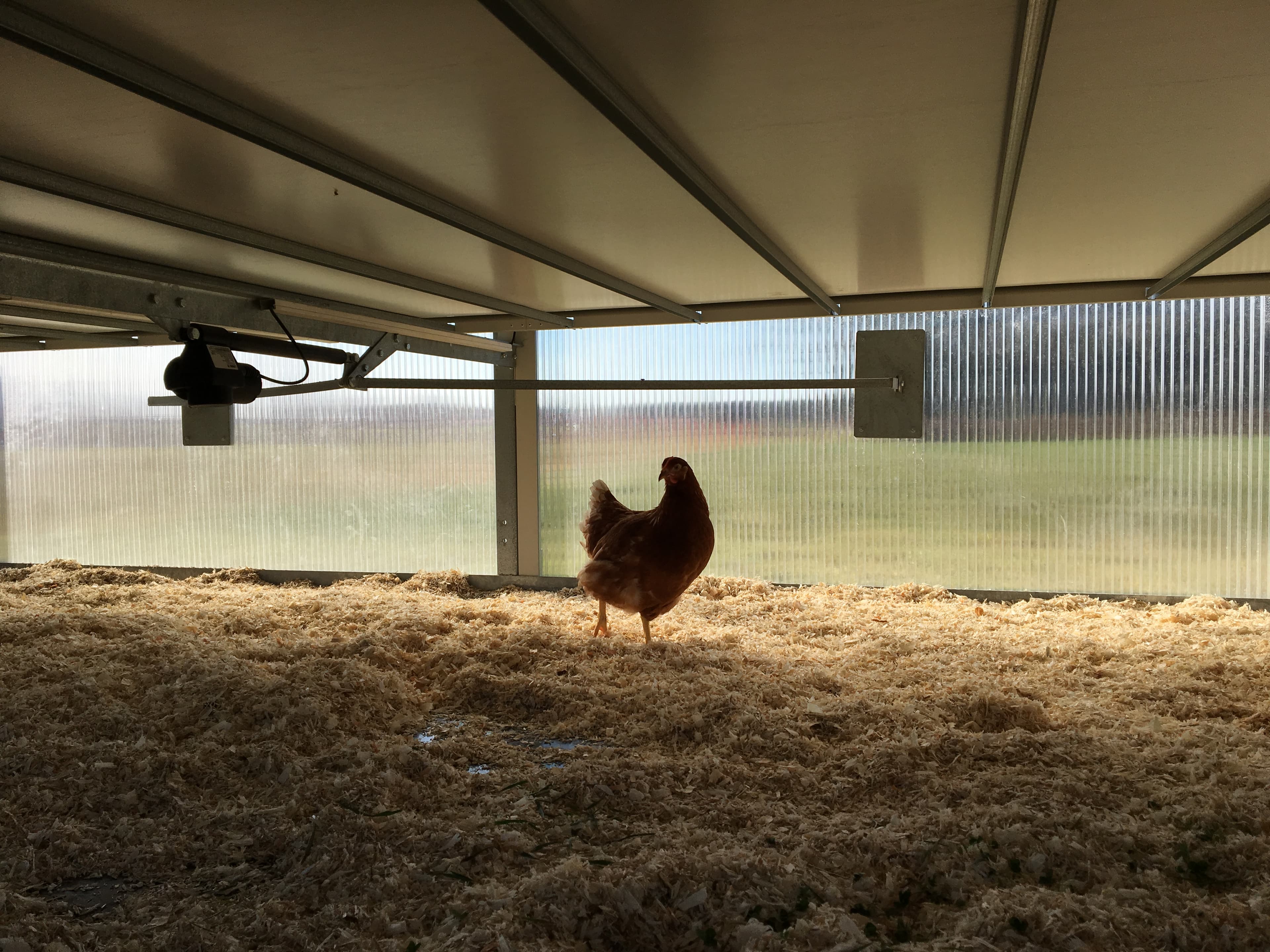 Hühner auf dem Biohof Winterhoff