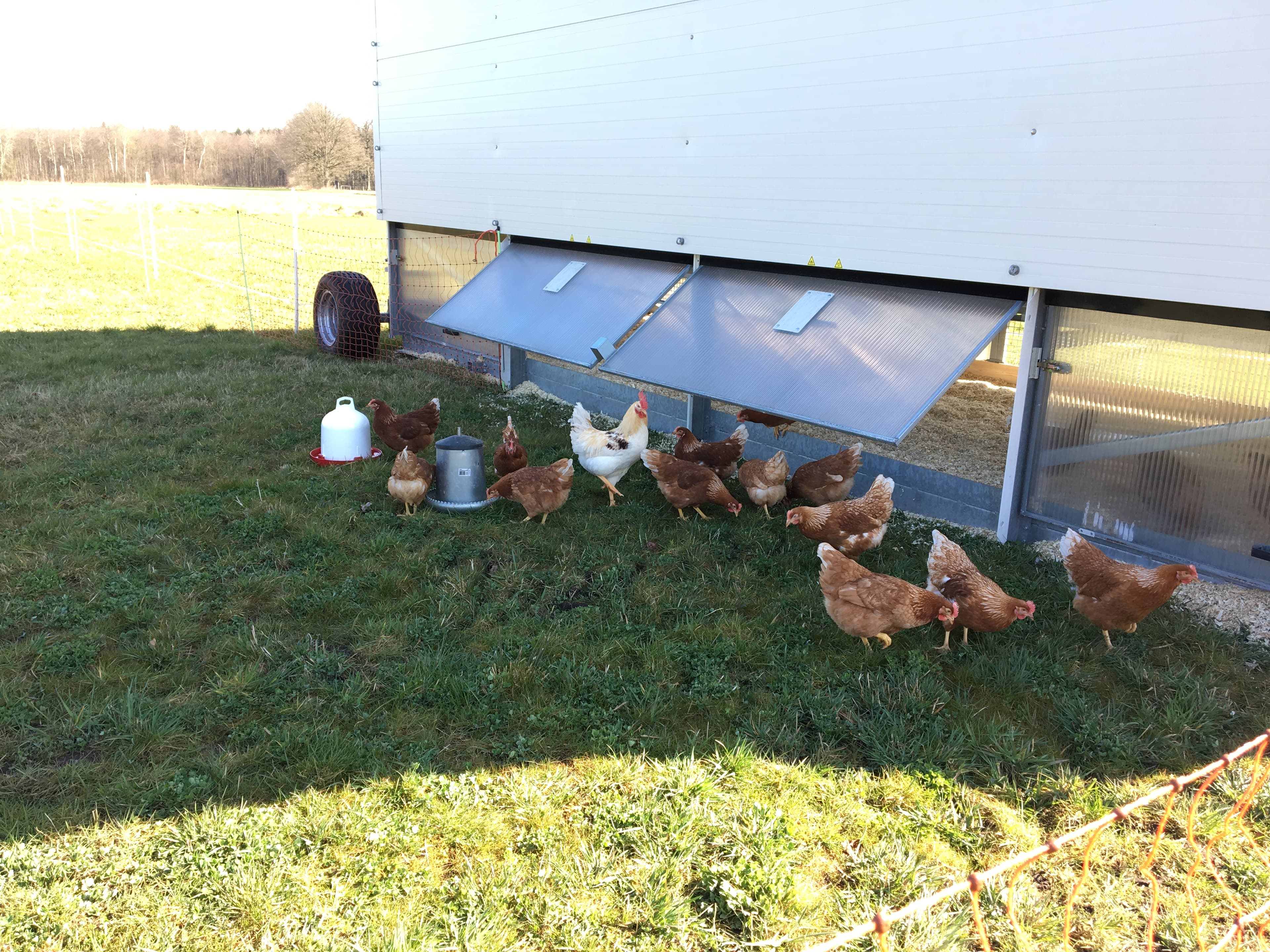 Hühner Biohof Winterhoff