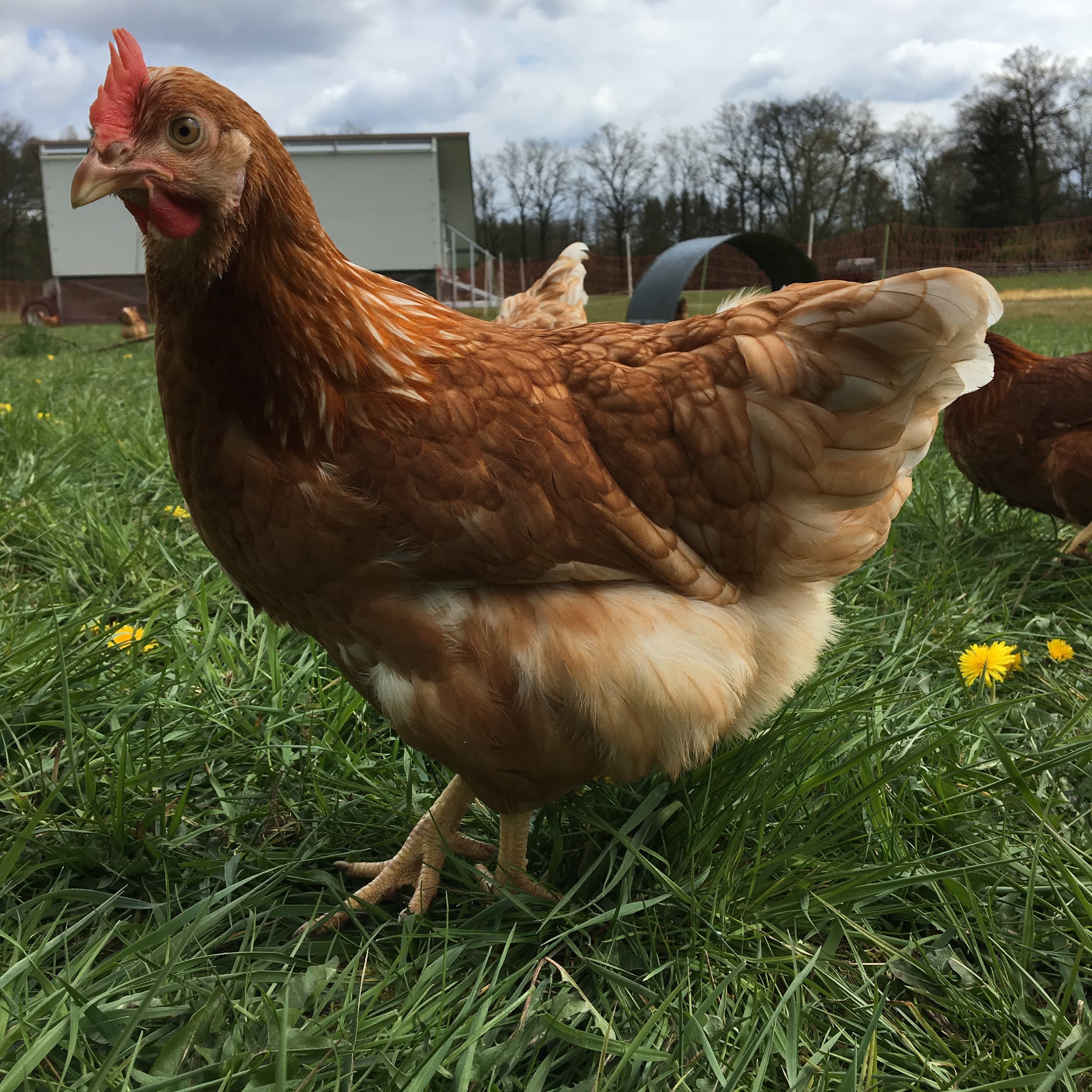 Huhn auf dem Biohof Winterhoff