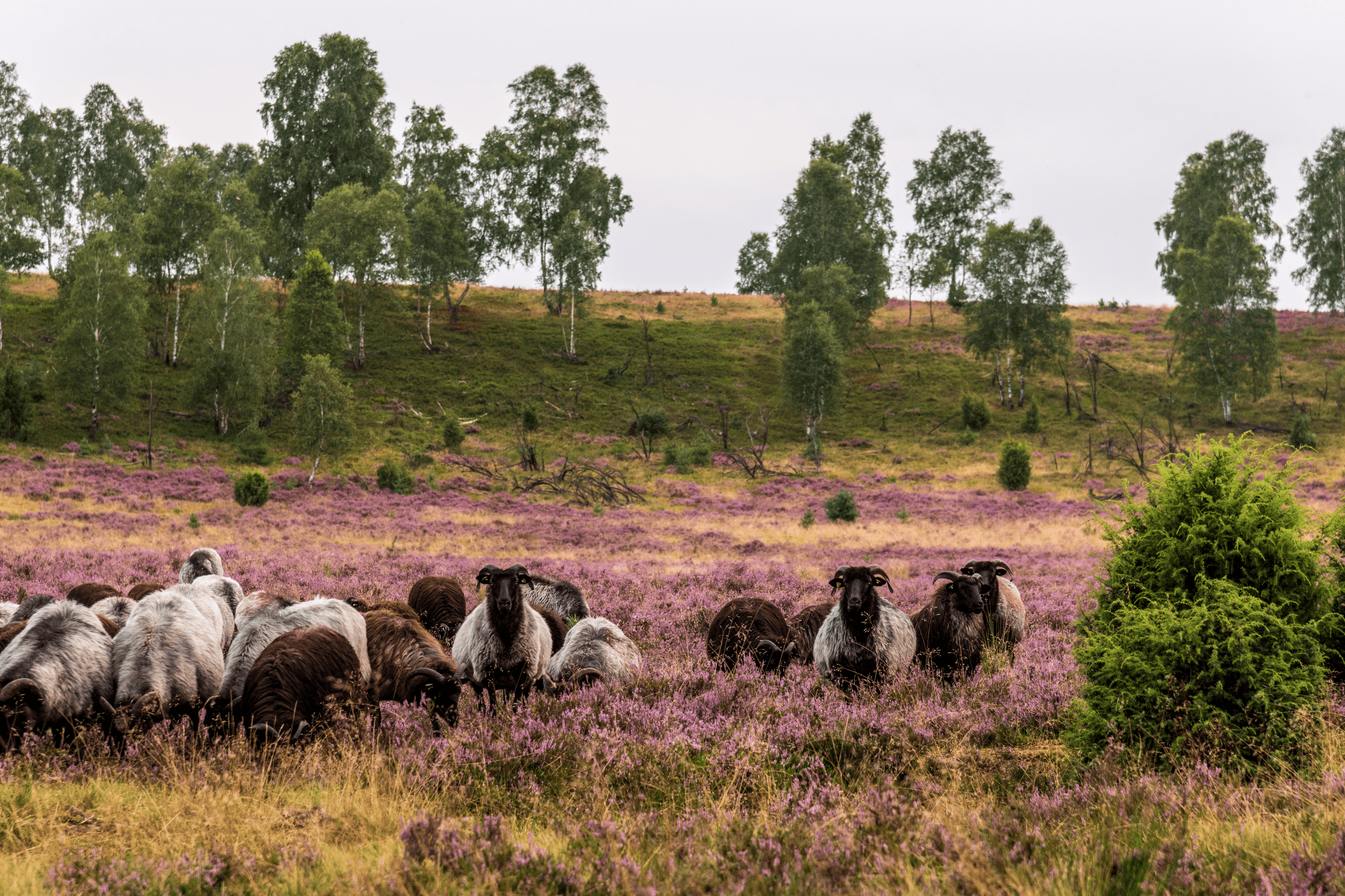 oft findet man heidschnucken in der niederhaverbecker heide