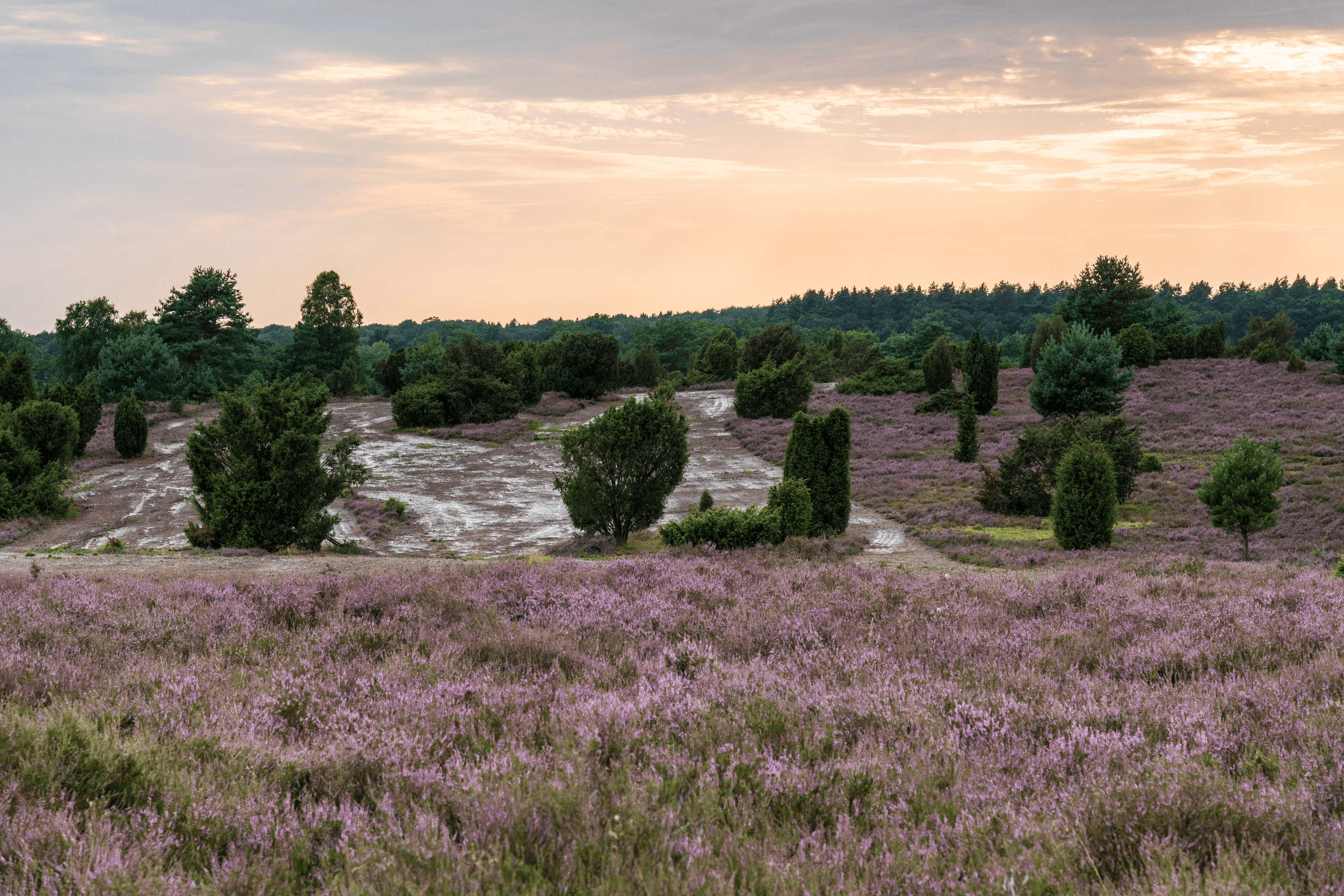 Heidefläche bei Niederhaverbeck
