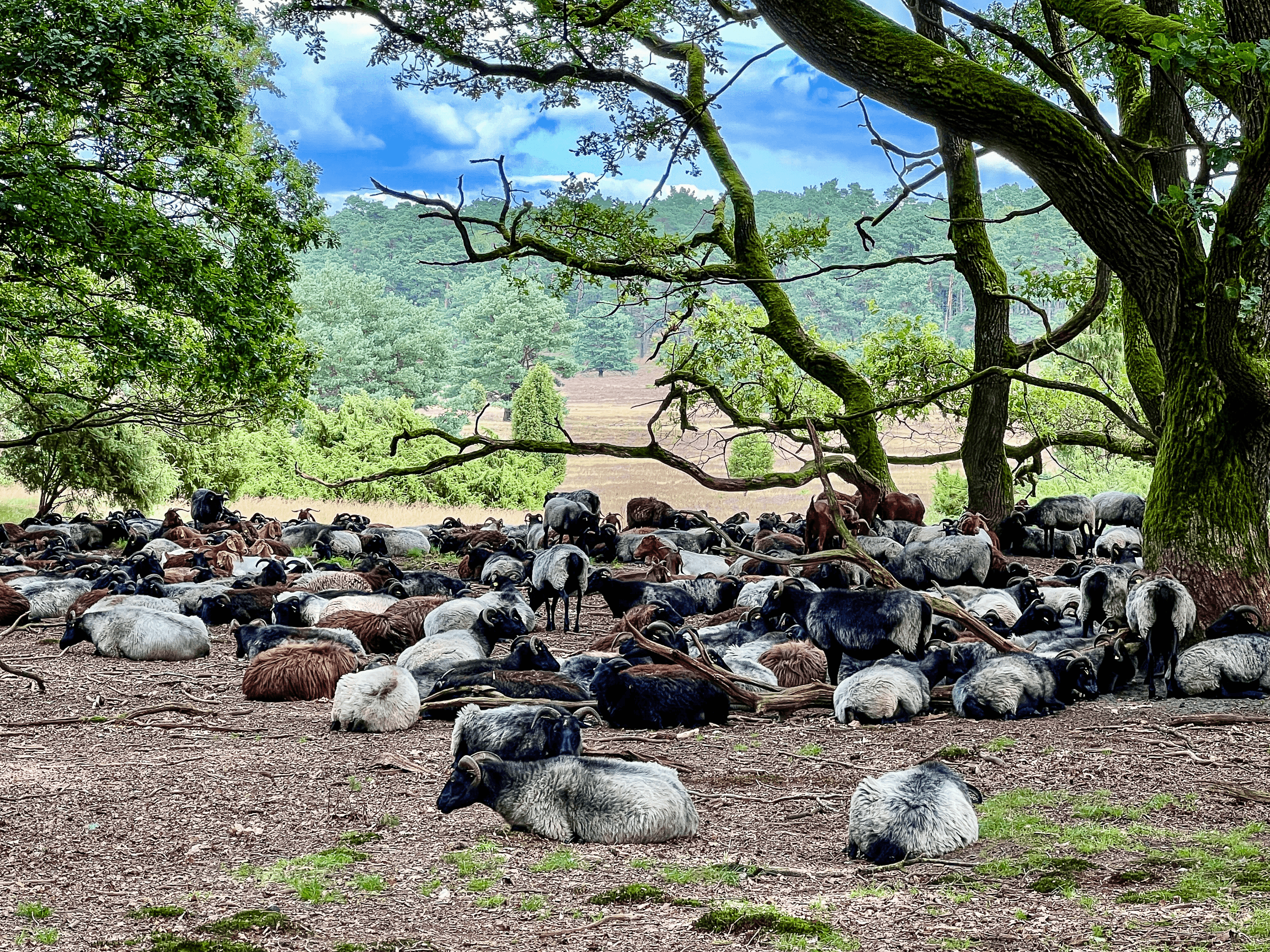 Die Heidschnucken rasten in der Niederhaverbecker Heide