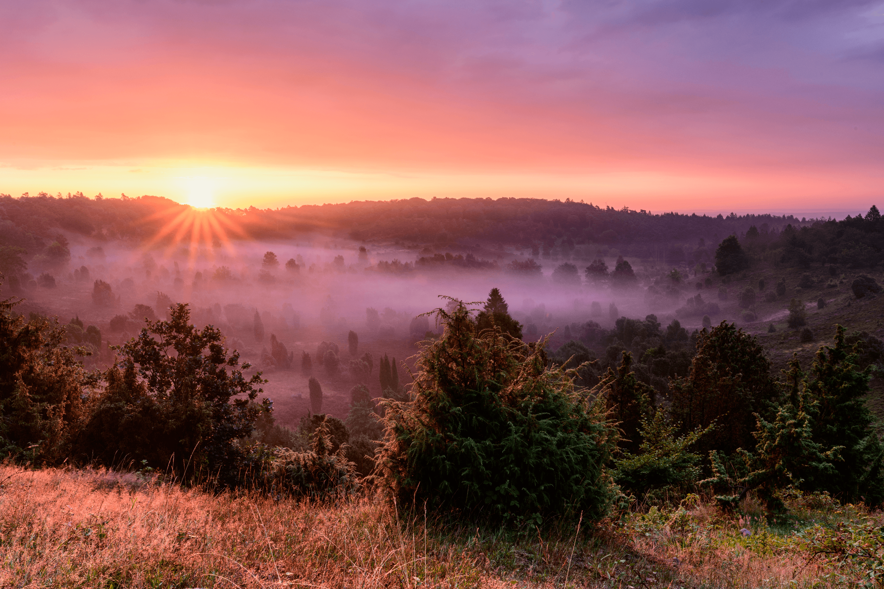 die besten foto hotspots der lüneburger heide für landschaftsfotografie