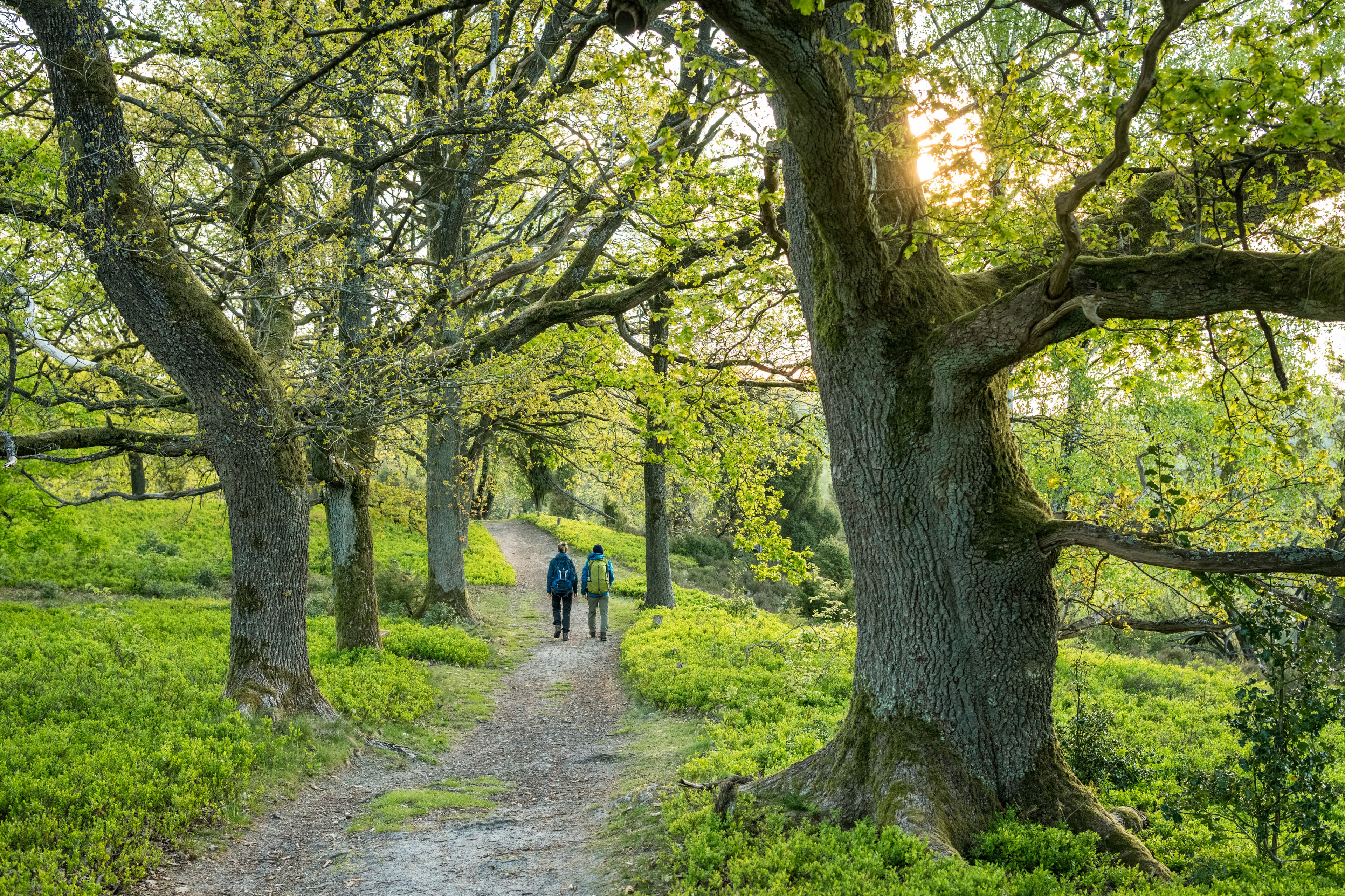 Frühling im Naturschutzgebiet
