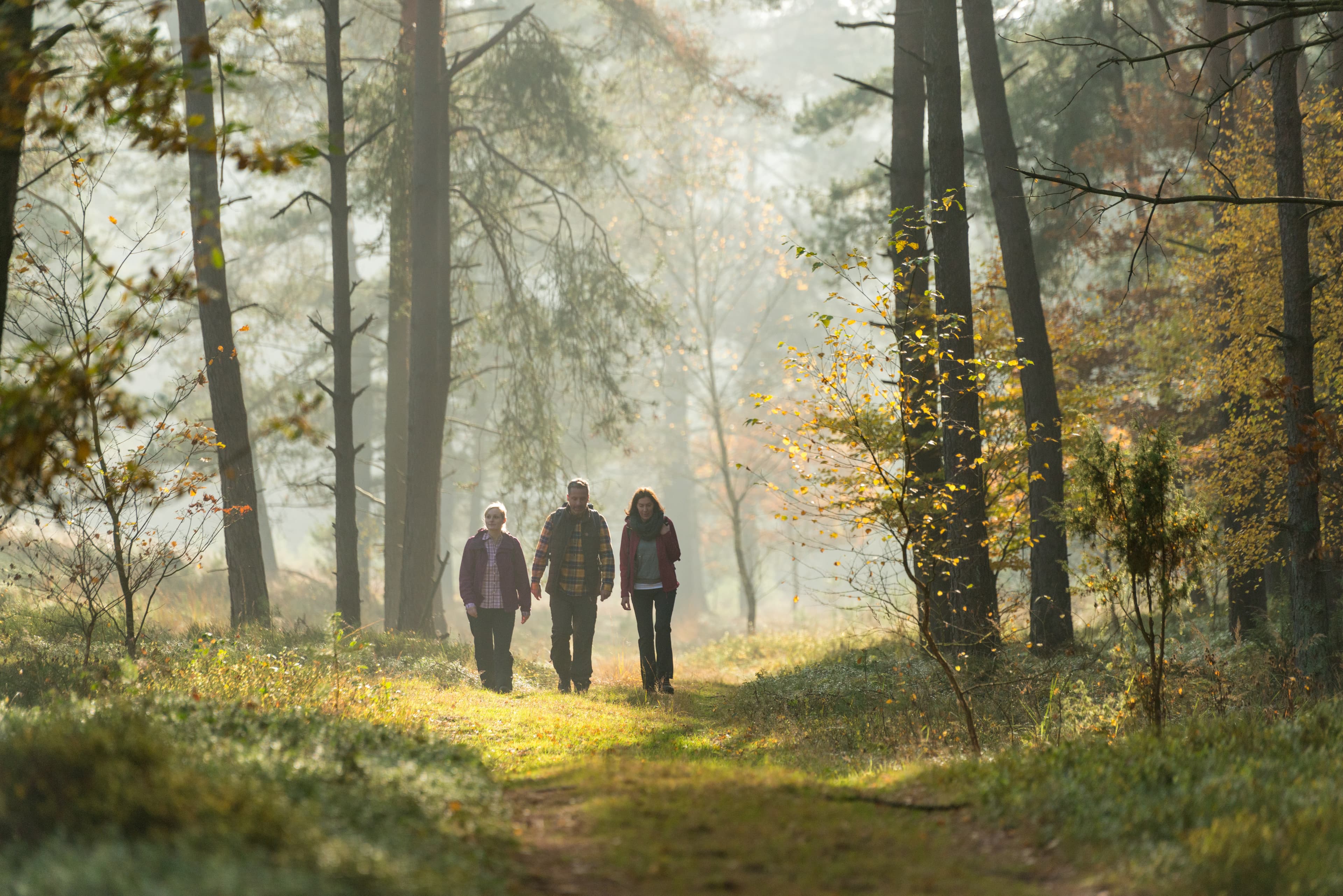 wald wanderer