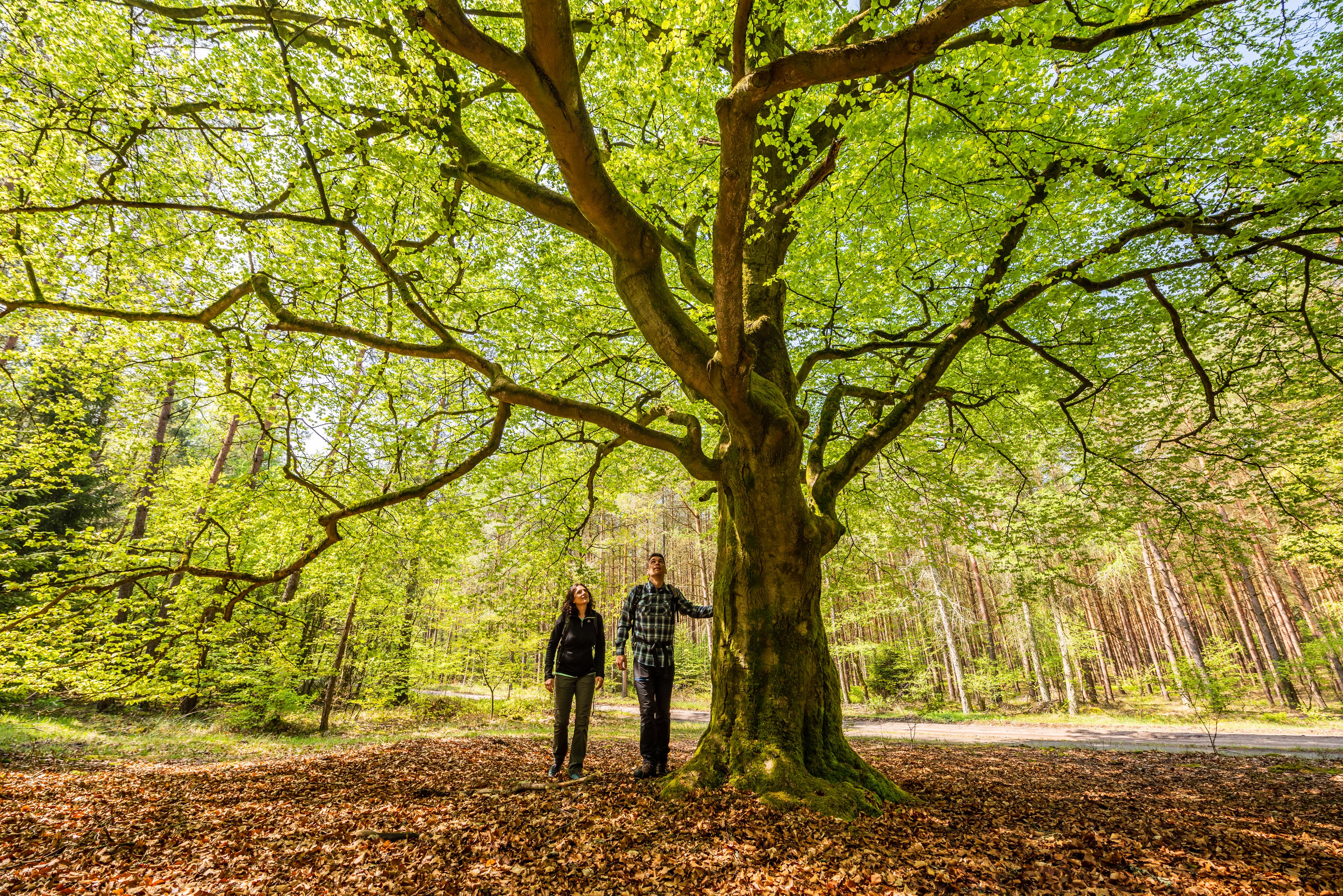 Erste Frühlingsblätter an den Bäumen in der Lüneburger Heide
