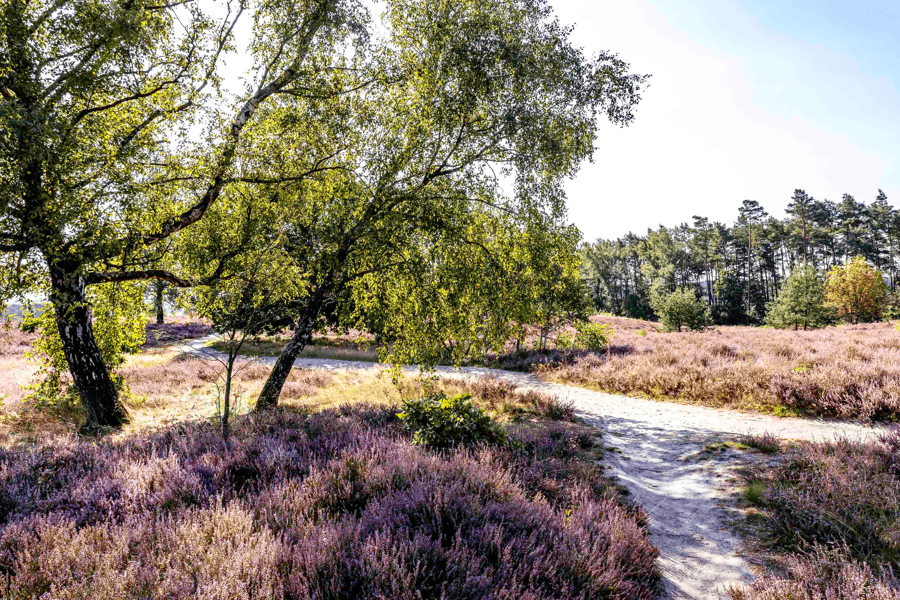 Am Wietzer Berg bei Müden stehen viele Birken in der Heide