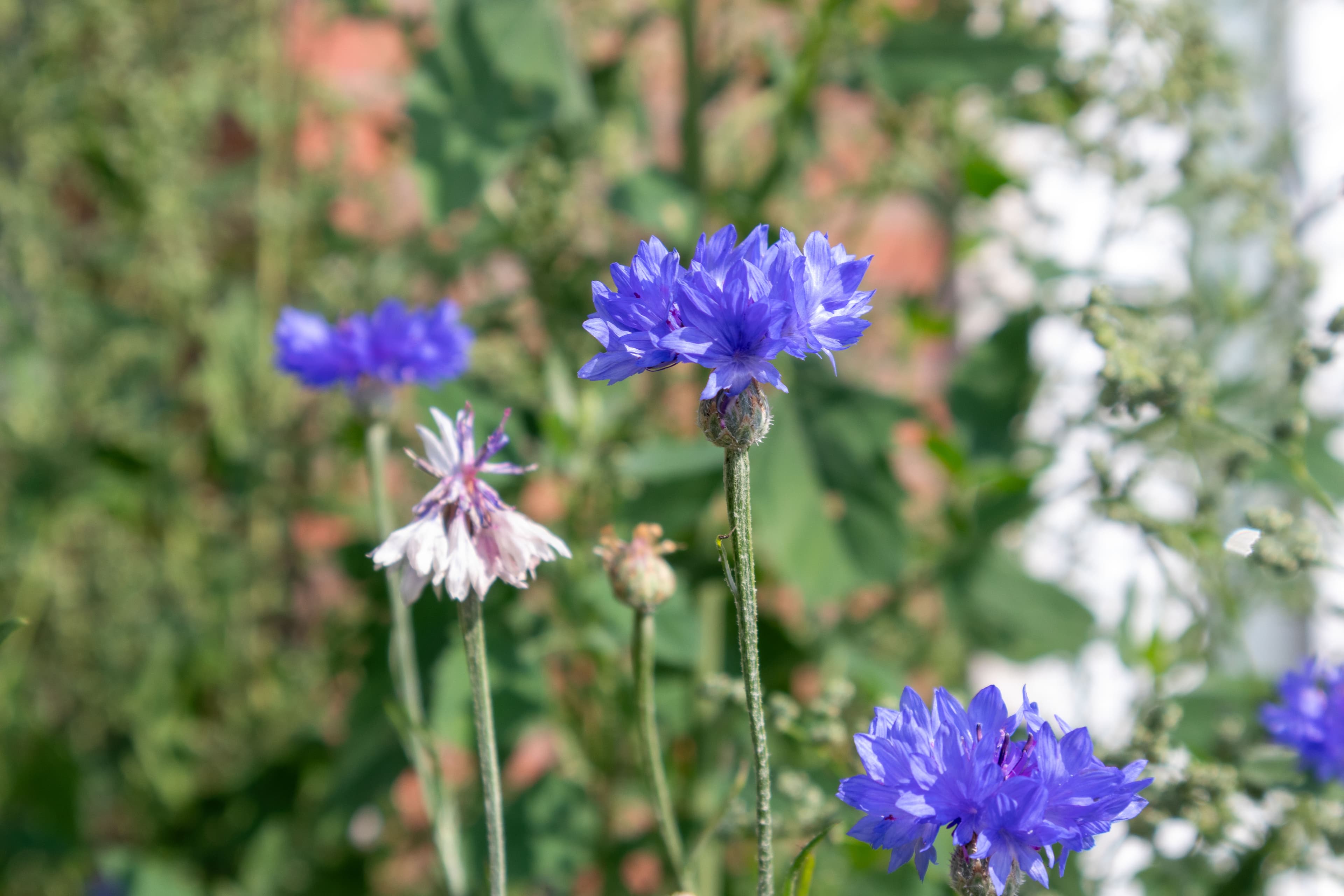 Blühender Garten in der Ferienwohnung Stellah in der Lüneburger Heide