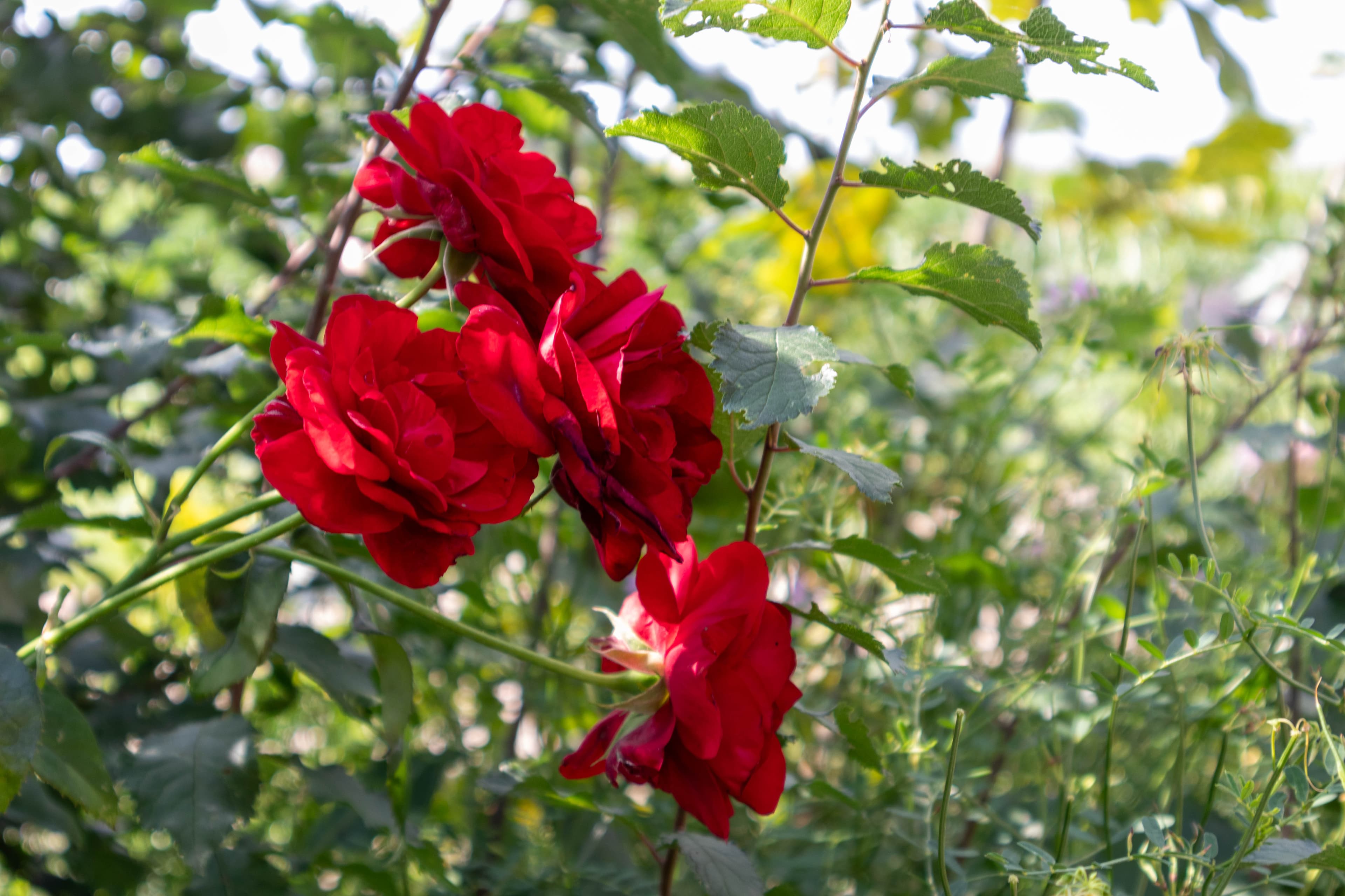 Rosen im Garten der Ferienwohnung Stellah in der Lüneburger Heide