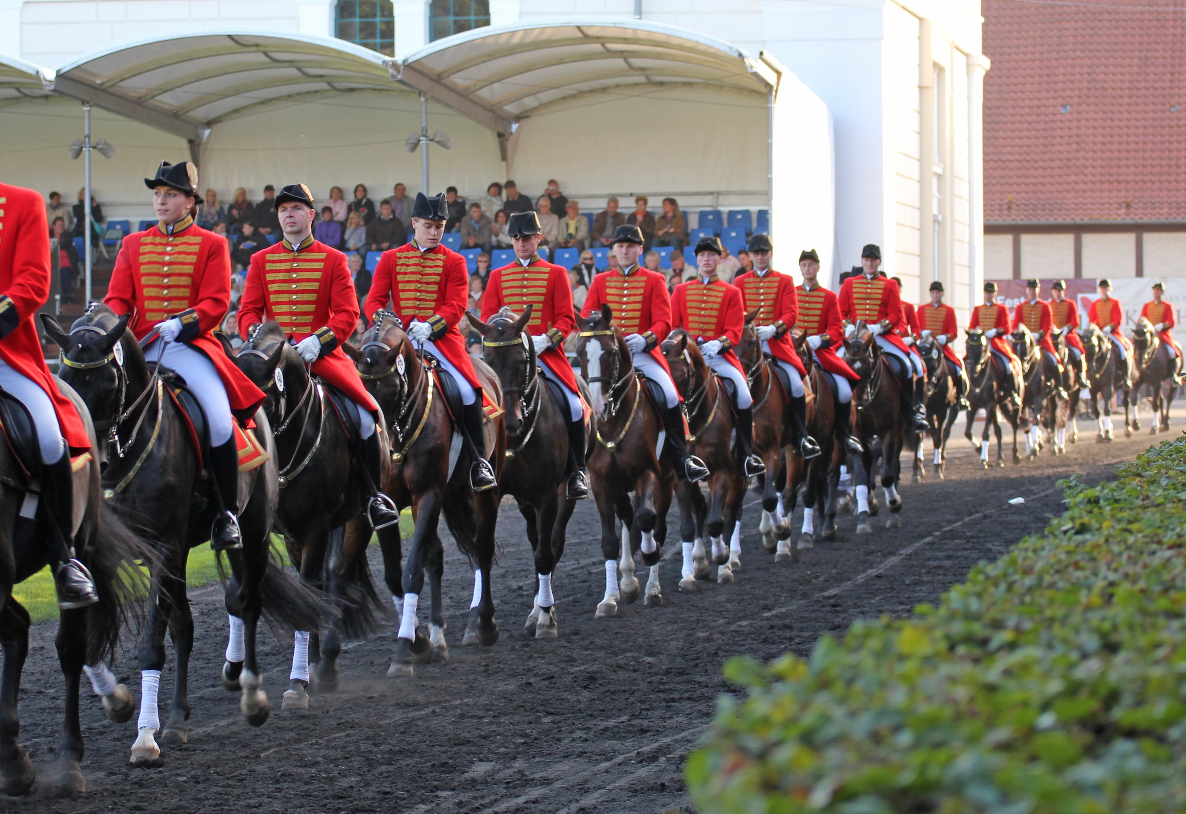 Hengstparade im Celler Landgestüt
