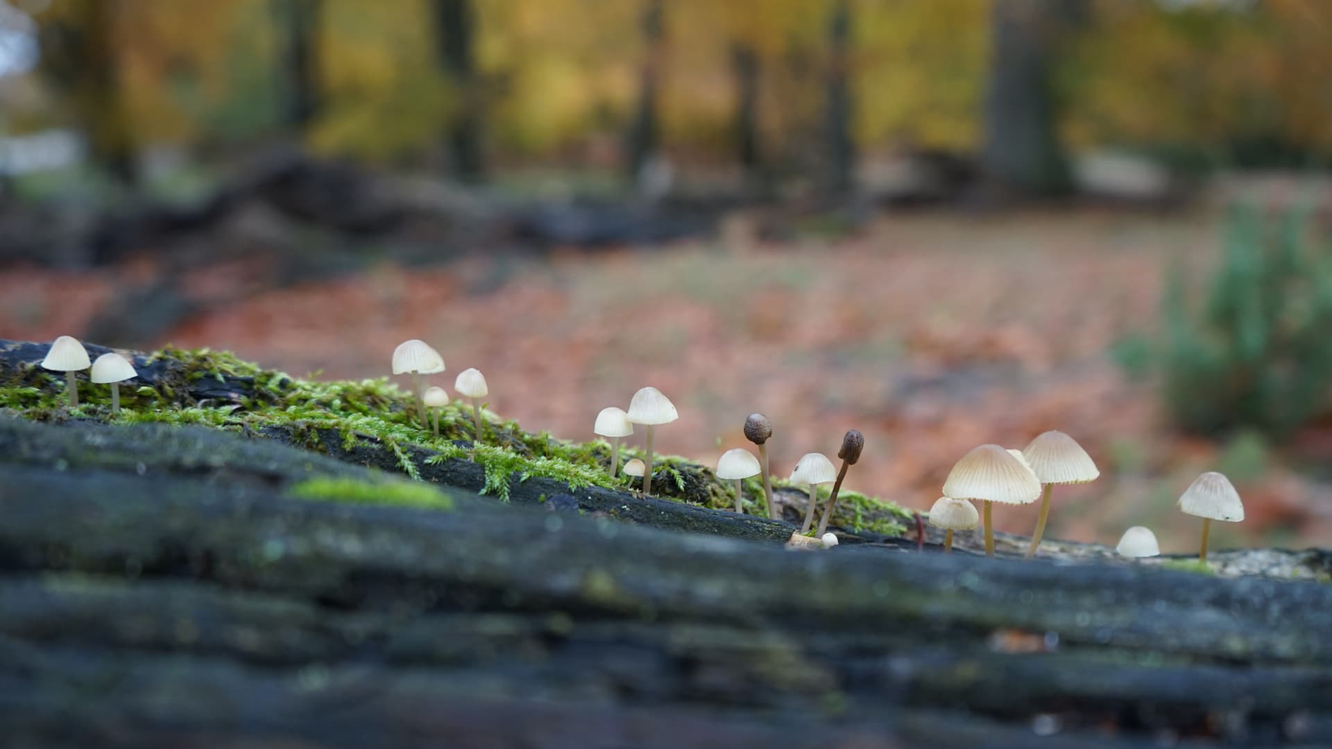 Pilze im Naturschutzgebiet Lüneburger Heide