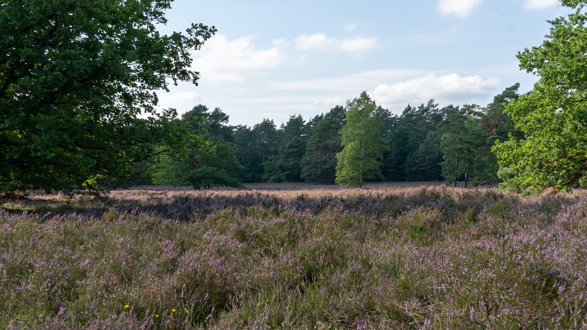 Blühende Heide in Behringen bei Bispingen