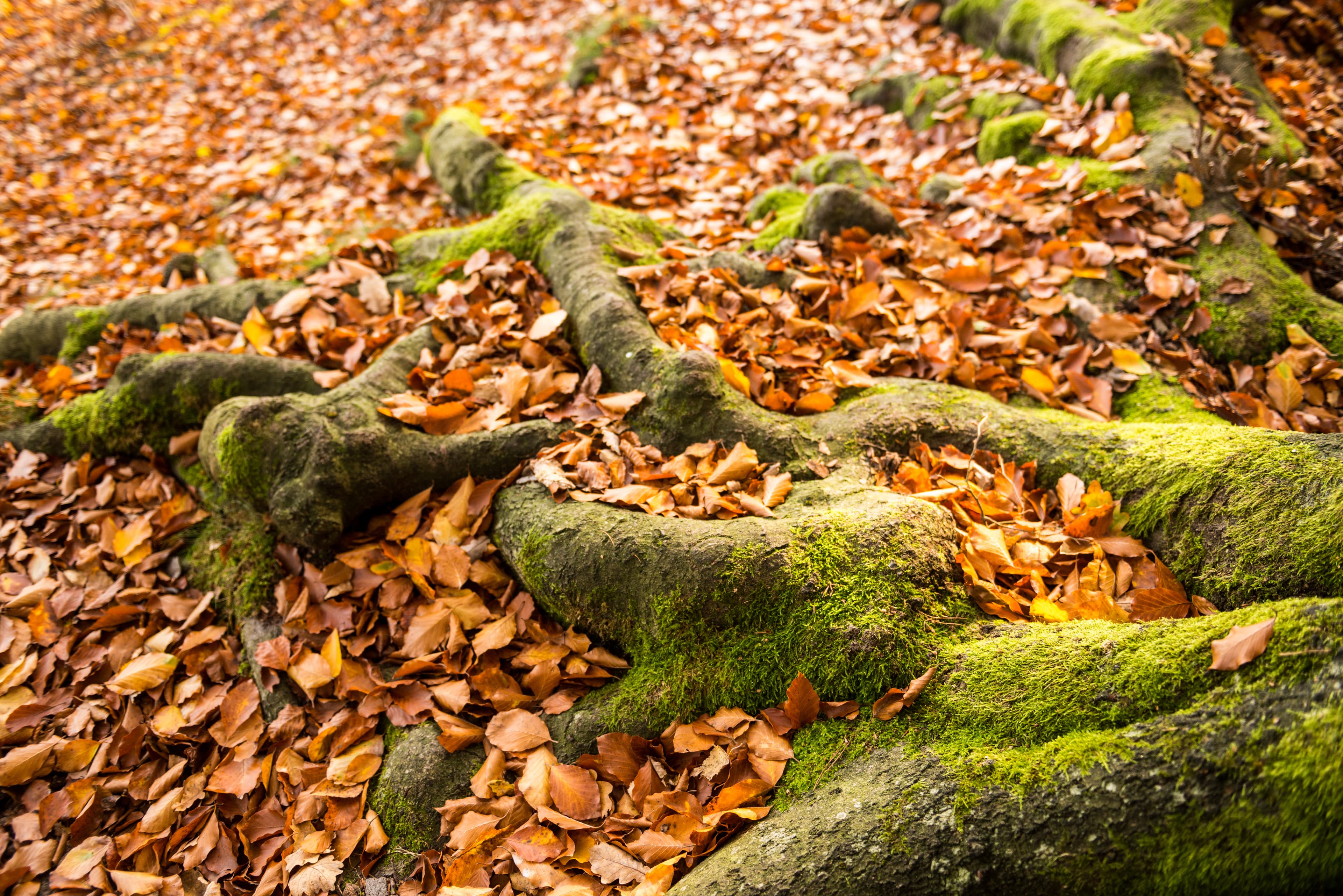 Herbstlaub an den Wildecker Teichen in Eschede in der Lüneburger Heide