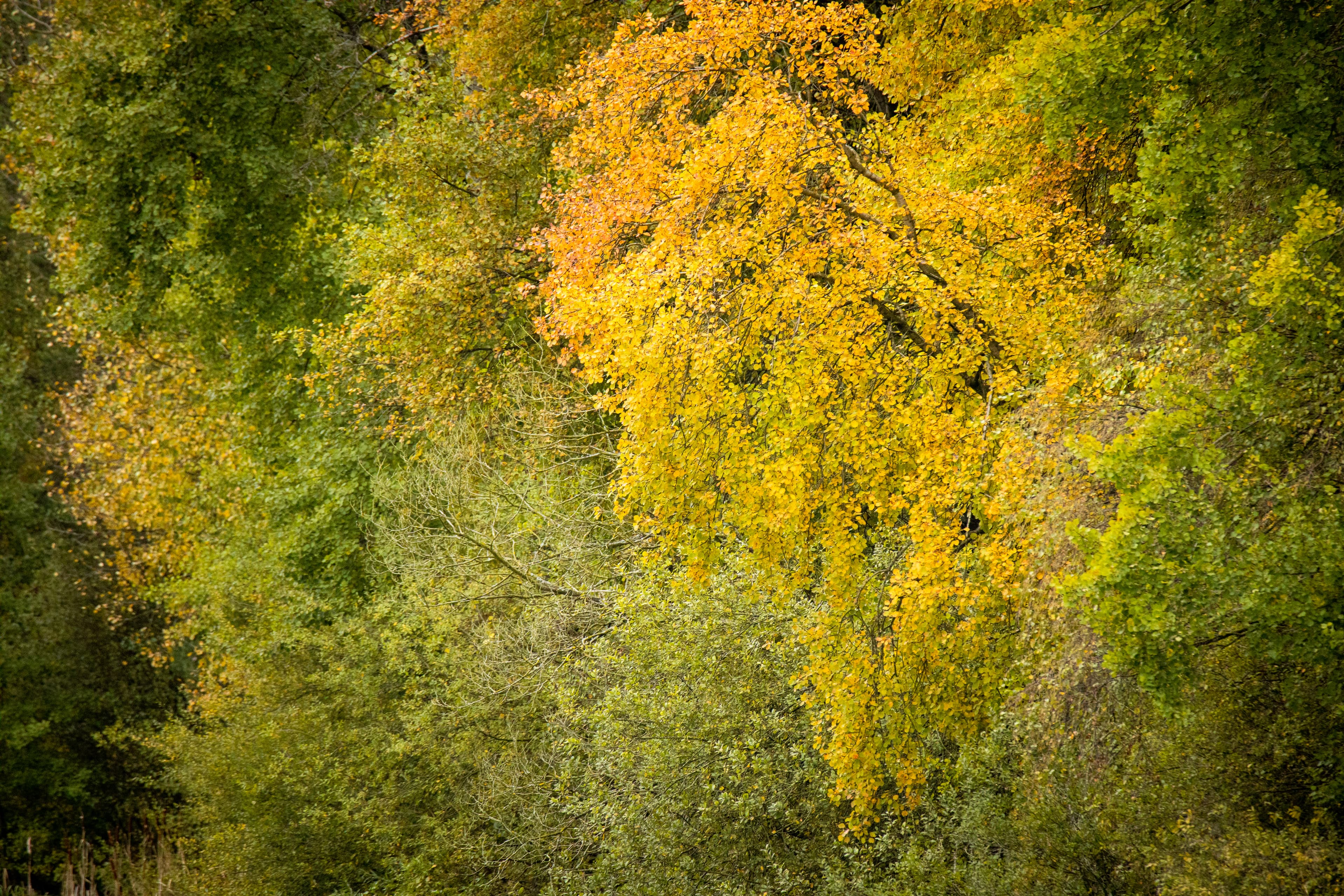 Herbststimmung an den Aschauteichen in Eschede in der Lüneburger Heide
