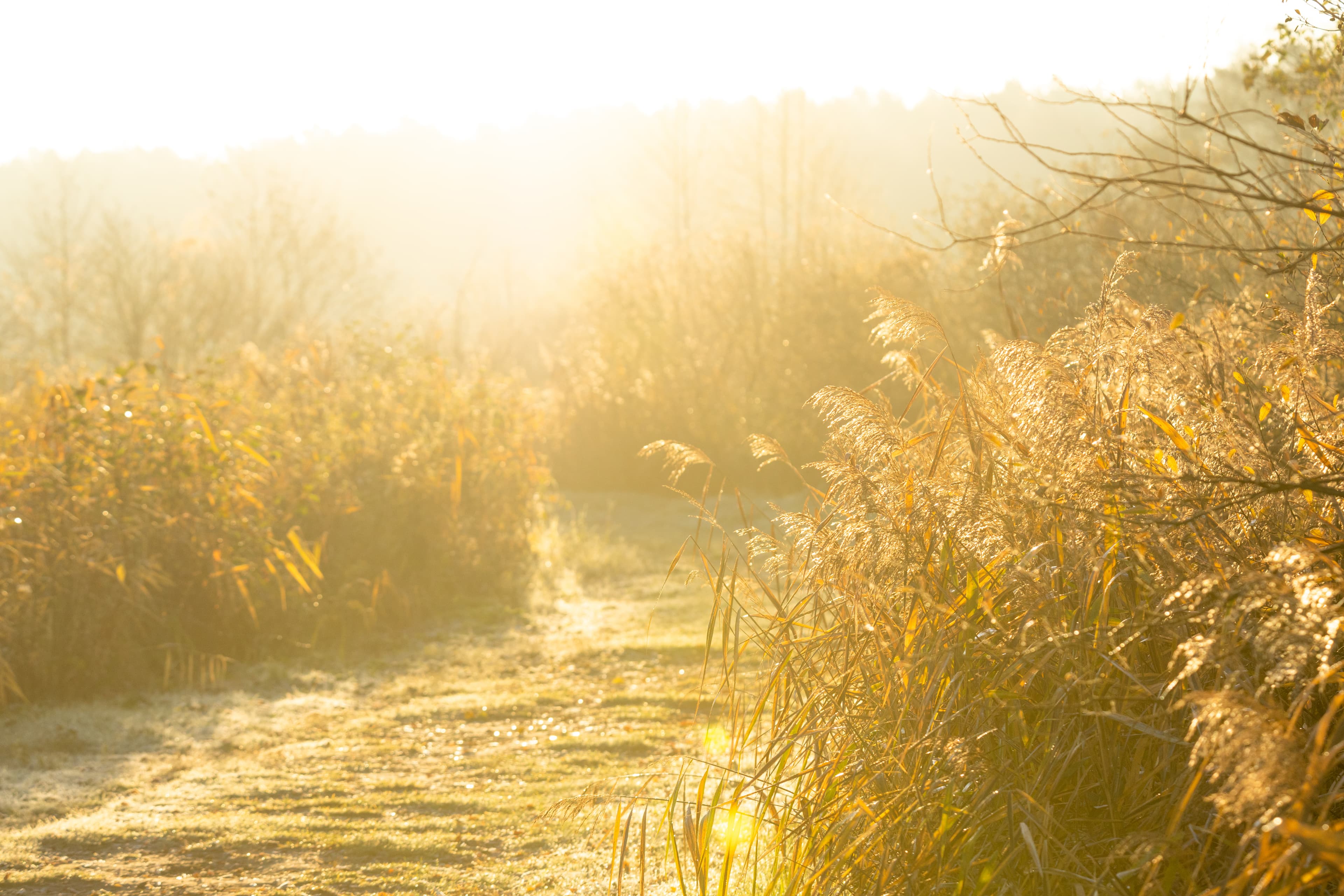 Sonnenaufgang an den Meissendorfer Teichen im Herbst in der Lüneburger Heide