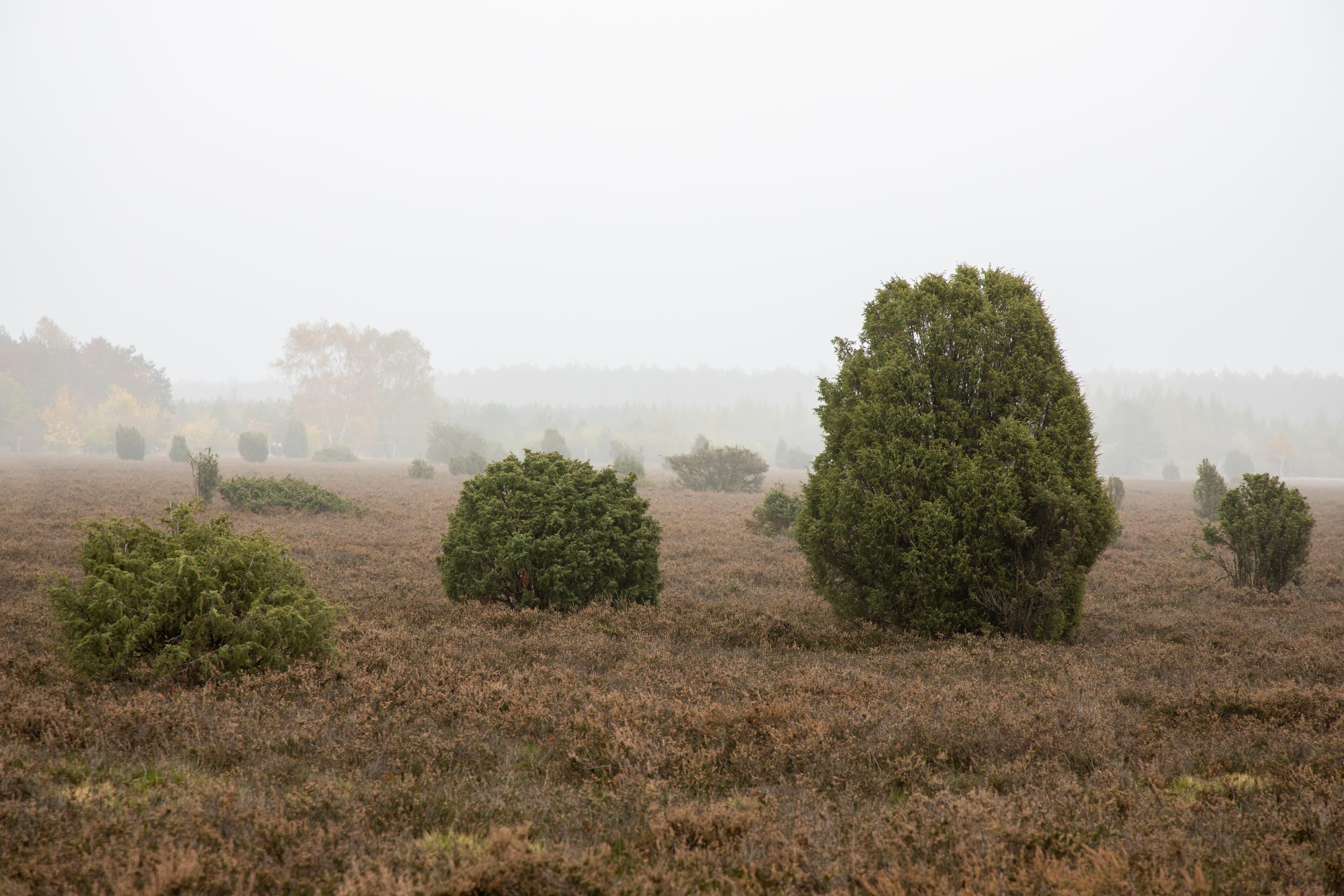 Wacholderwald Schmarbeck im Herbst im Nebel Lüneburger Heide