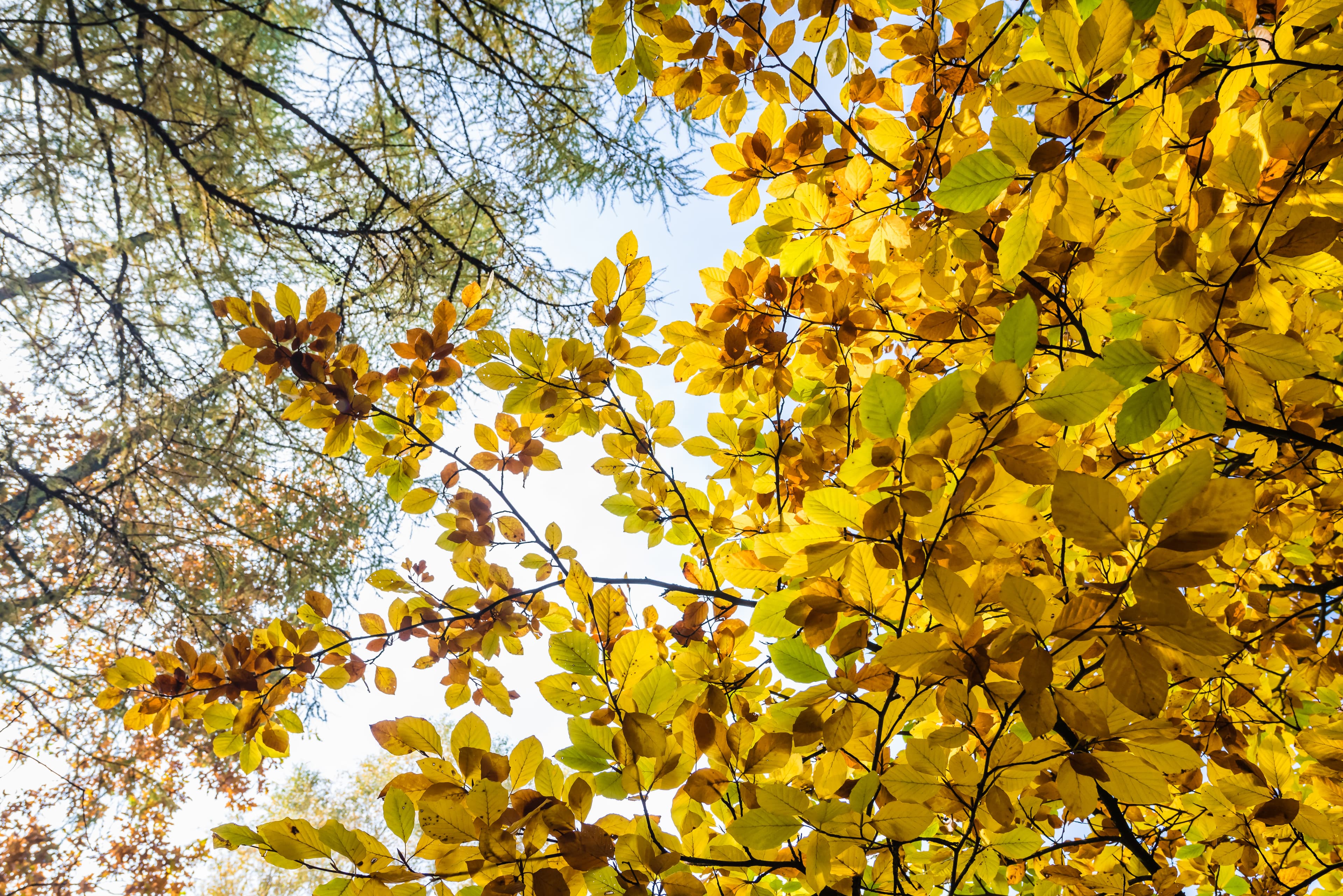 Herbstliches Blätterdach im Tiefental in Hermannsburg