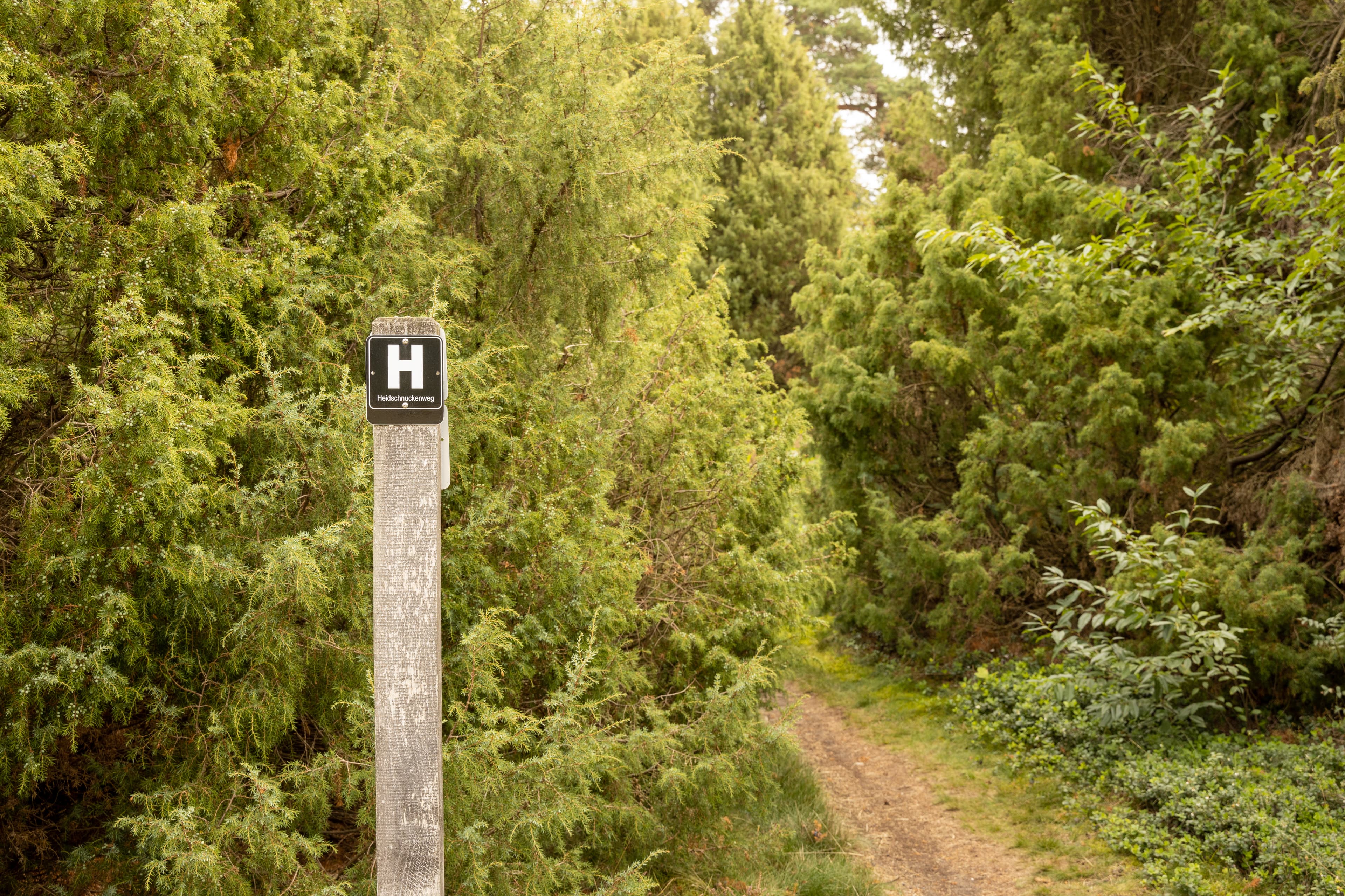 Wacholderwald Schmarbeck im Herbst am Heidschnuckenweg Lüneburger Heide