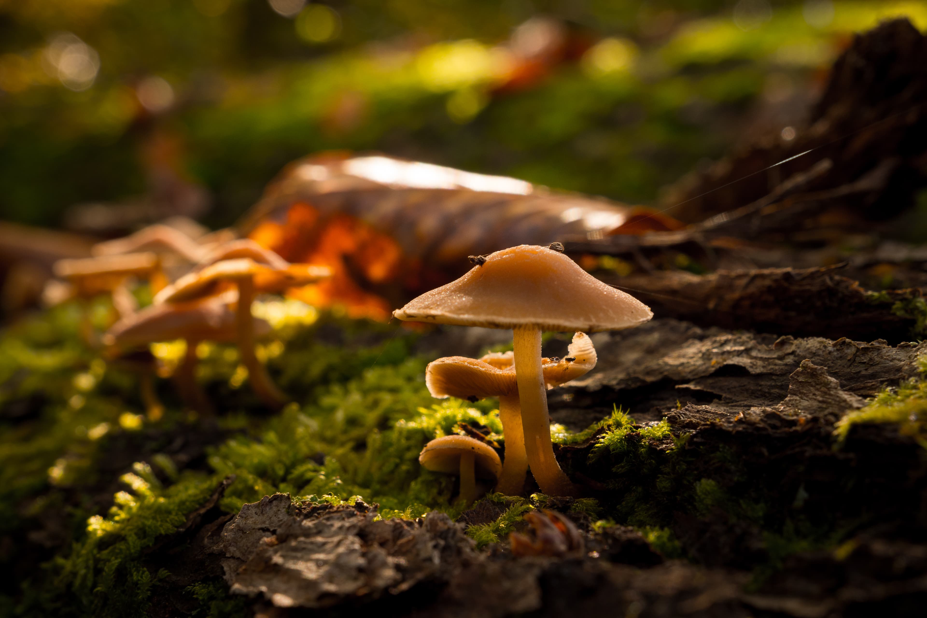 Pilze im Lüsswald in Unterlüß in der Lüneburger Heide