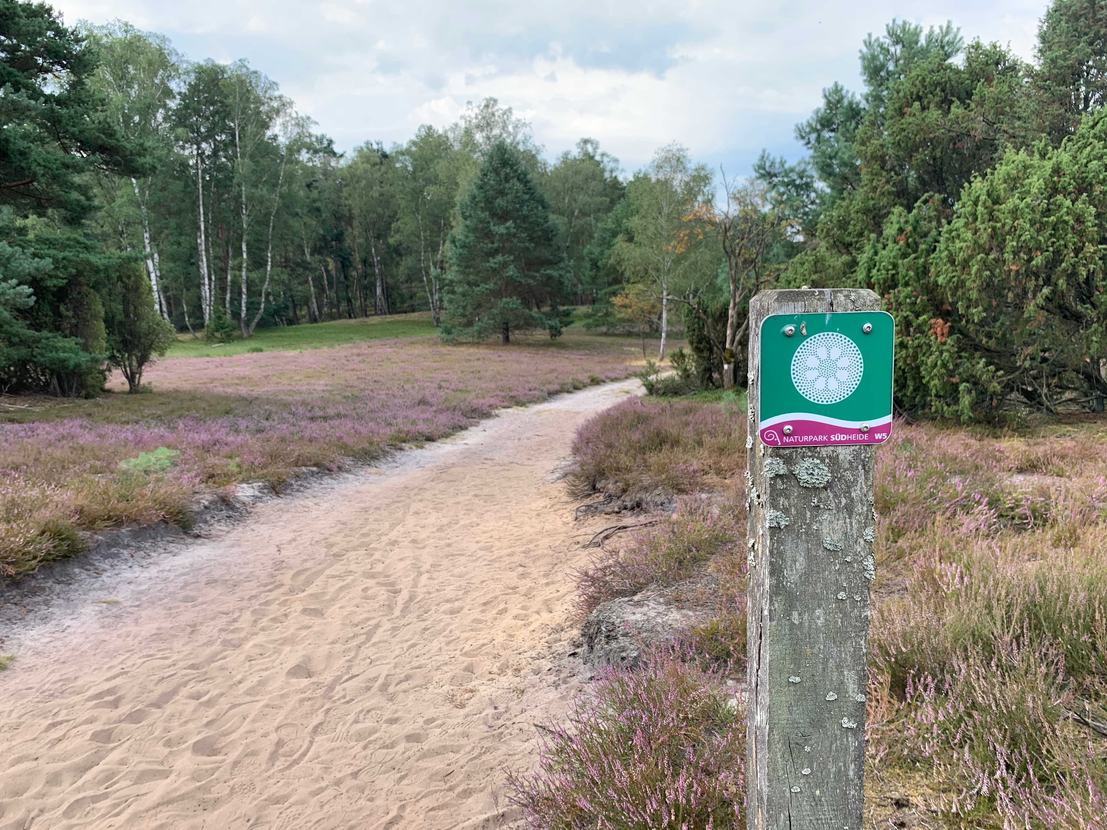 Wegweiser am Naturerlebnispfad Südheide in der Heideblüte