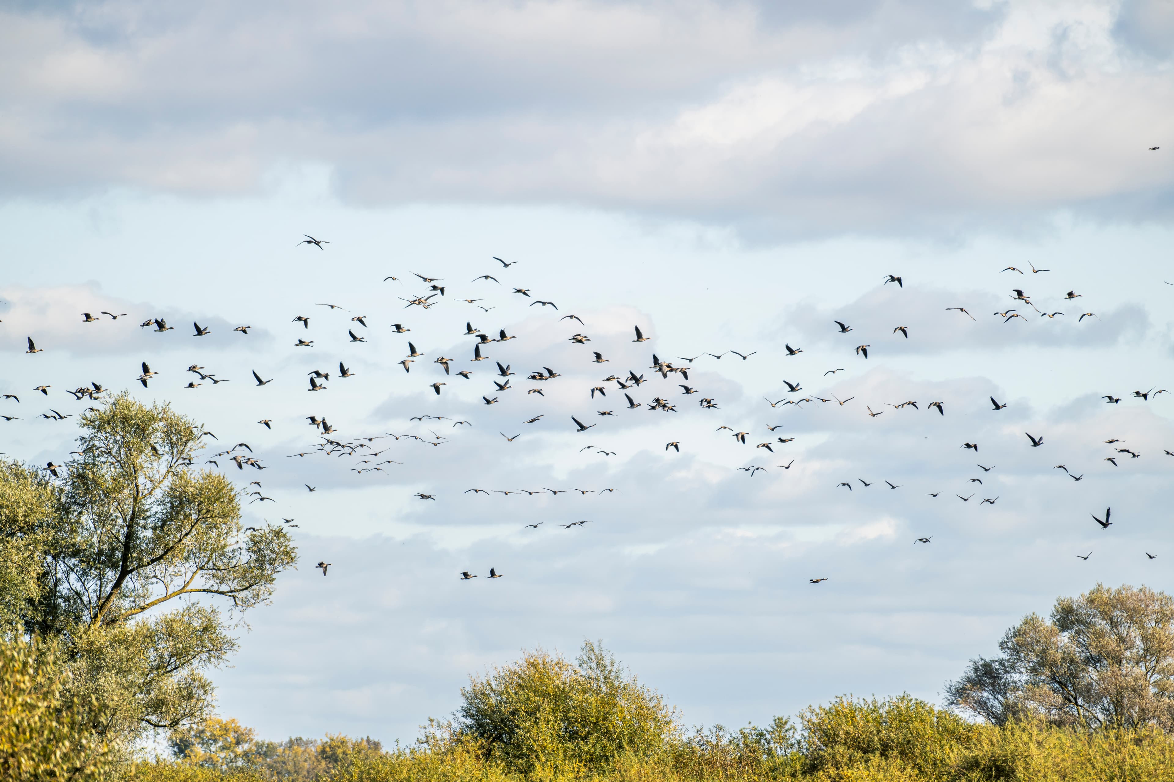 Vogelzug im Biosphärenreservat Niedersächsische Elbtalaue