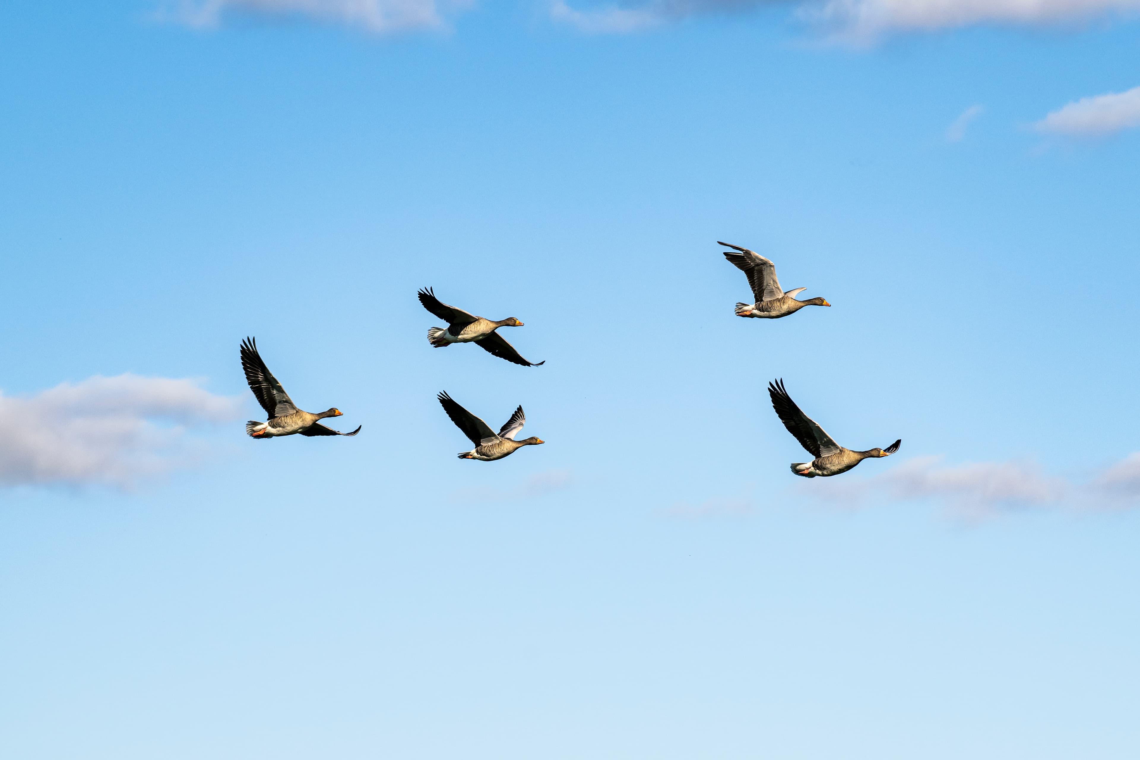 Fliegende Graugänse im Biosphärenreservat Niedersächsische Elbtalaue